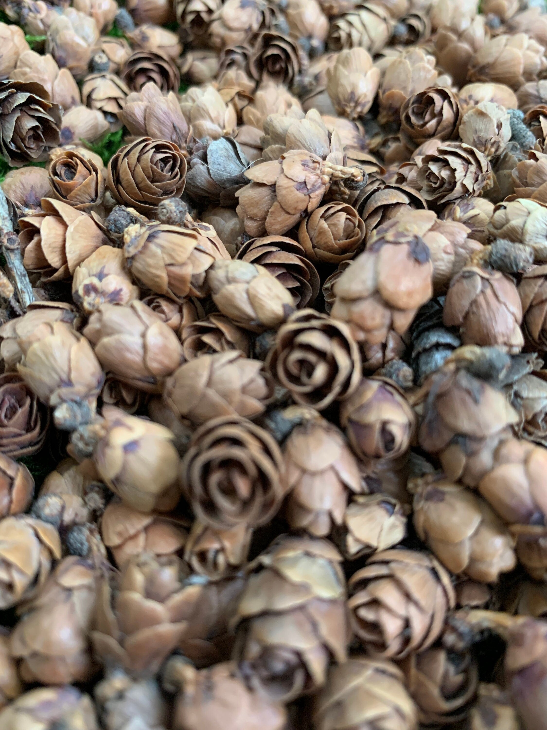 Tamarack Cones, 4 Ounces, Approximately 550 Cones