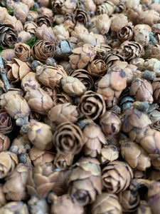 Tamarack Cones, 8 Ounces, Approximately 1000 Cones