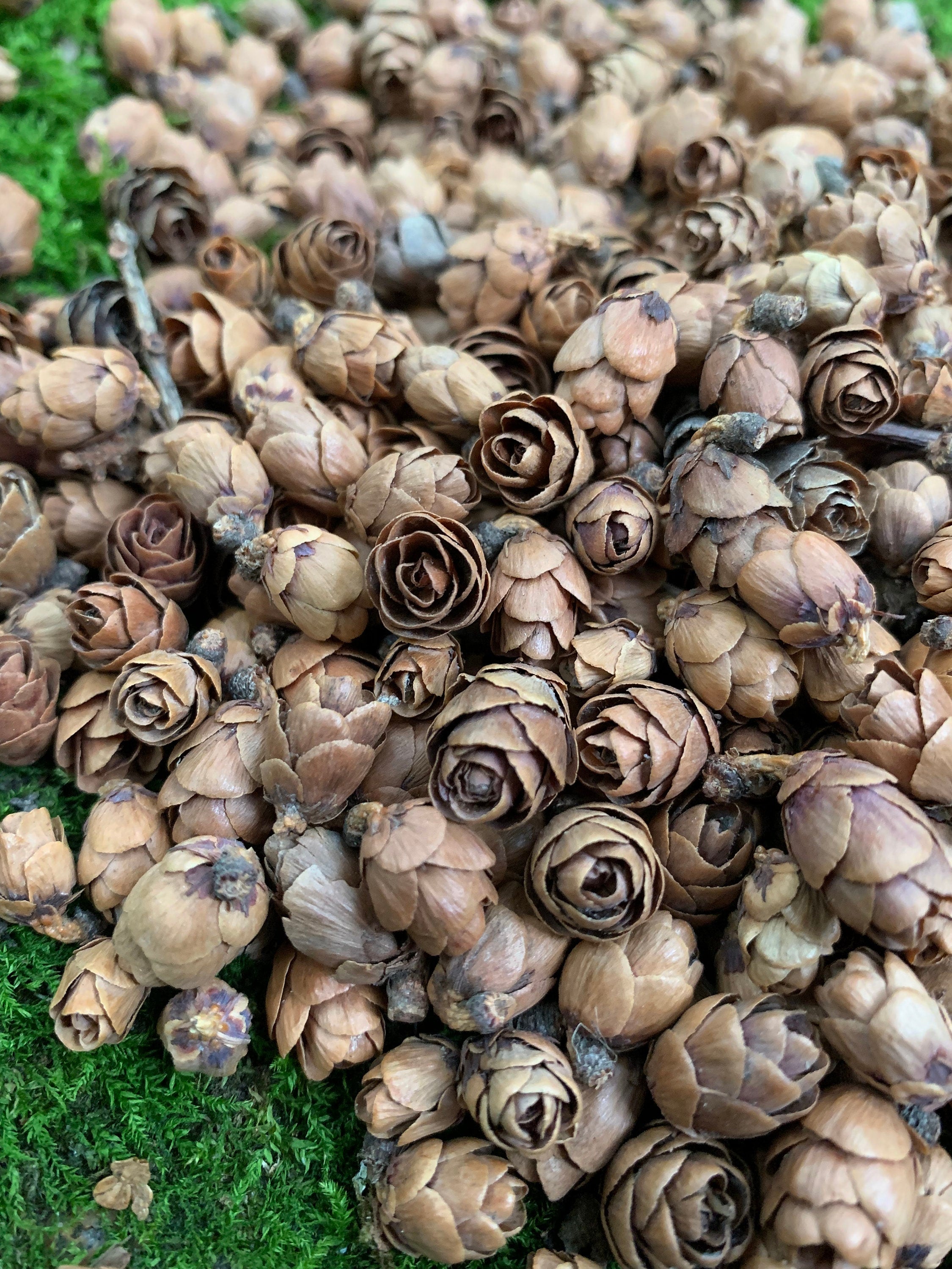 Tamarack Cones, 4 Ounces, Approximately 550 Cones