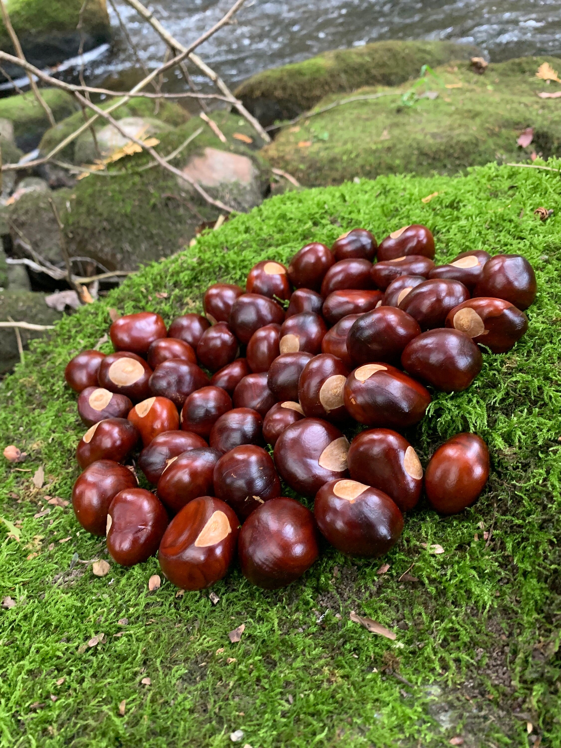 Chestnuts/Buckeyes, 50 count