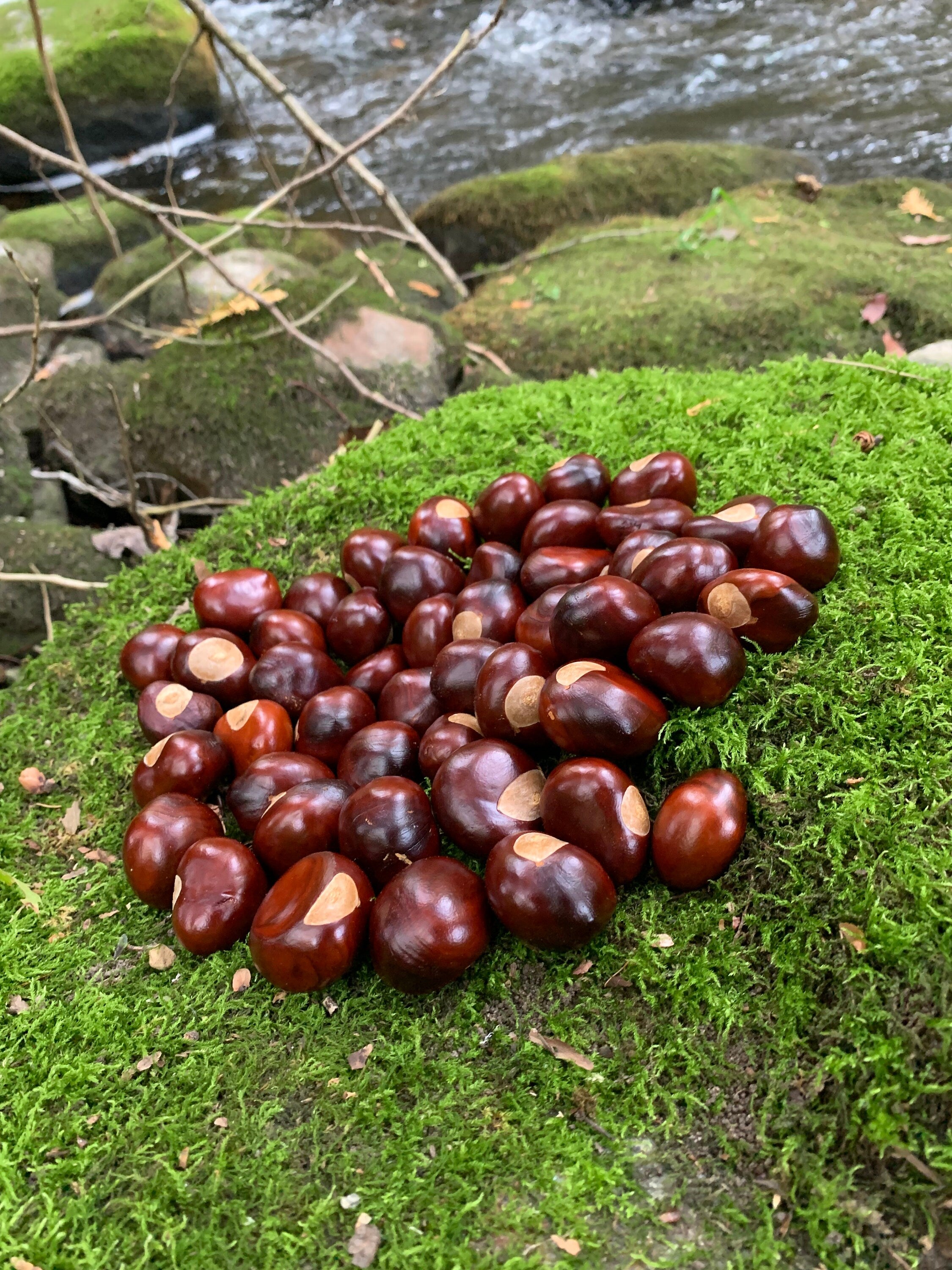 Chestnuts/Buckeyes, 50 count