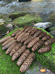 Norway Spruce Cones, 25 Count