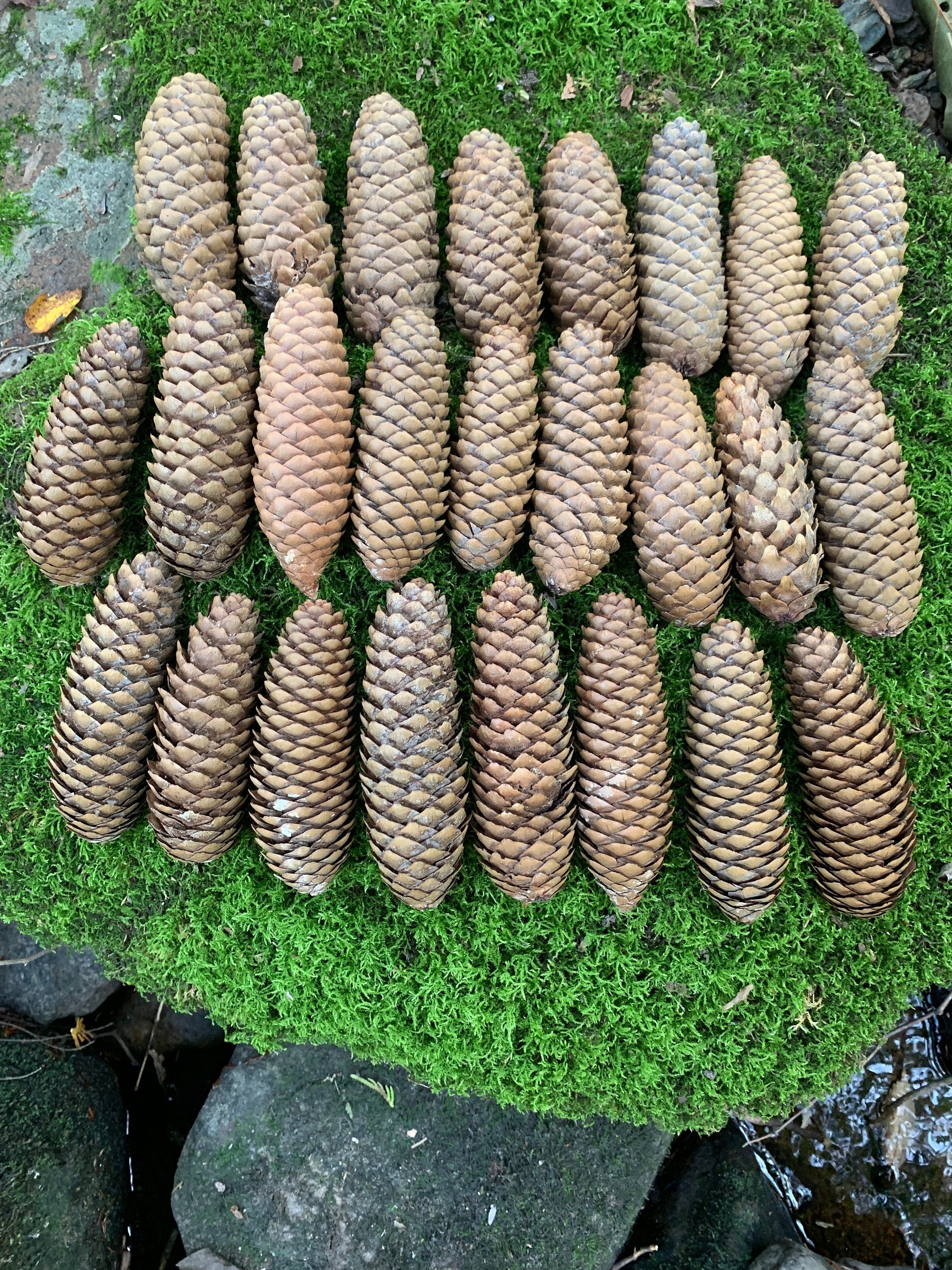 Norway Spruce Cones, 25 Count