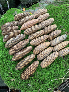 Norway Spruce Cones, 25 Count