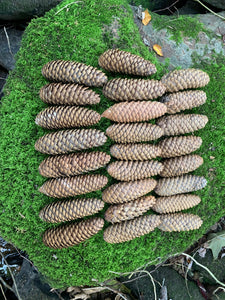 Norway Spruce Cones, 25 Count