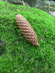 Norway Spruce Cones, 25 Count