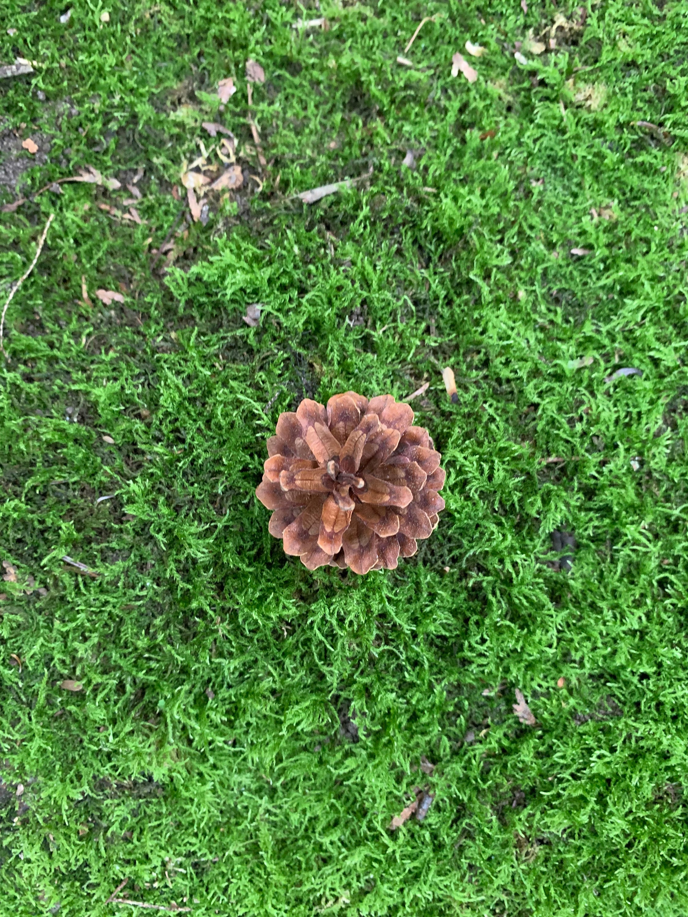 Jack Pine Cones, Jack Pine, 100 Count