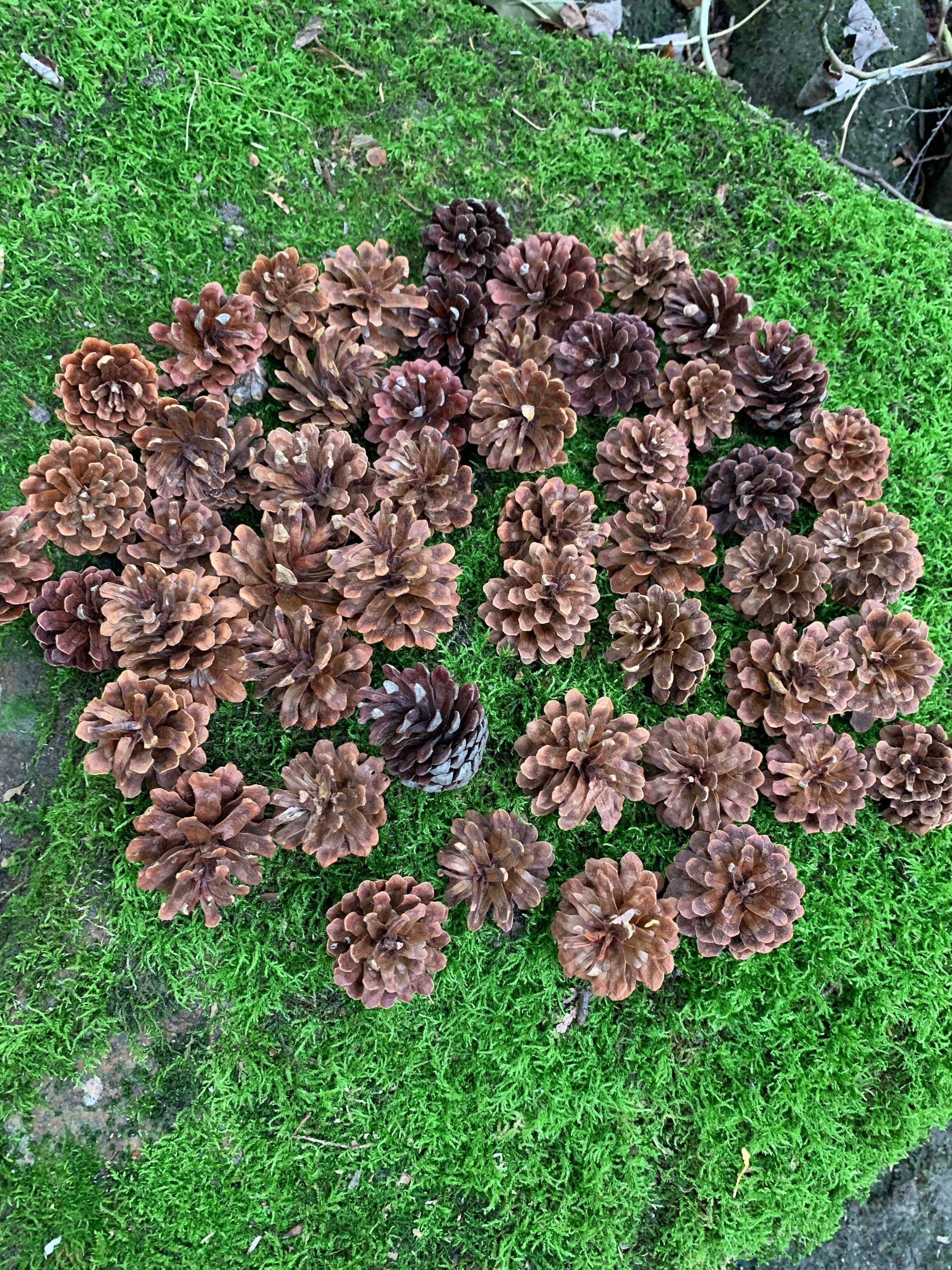 Jack Pine Cones, Jack Pine, Grey Pine, 50 Count