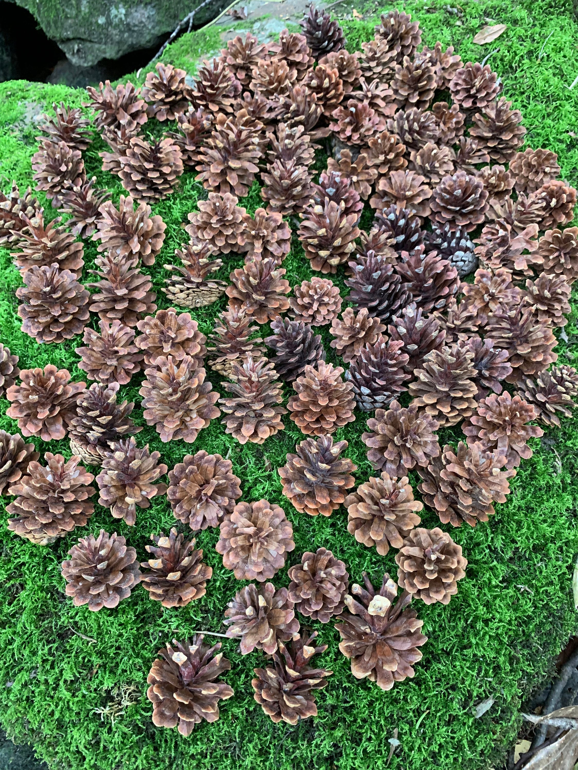 Jack Pine Cones, Jack Pine, 100 Count