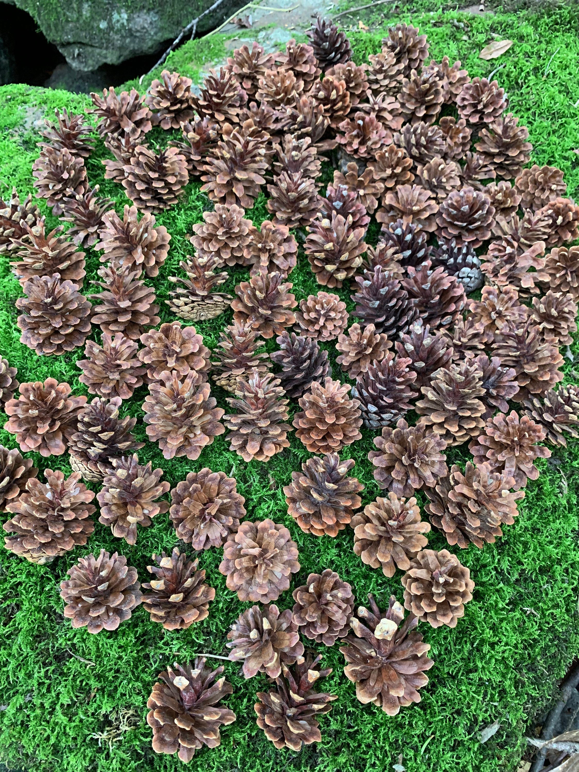 Jack Pine Cones, Jack Pine, 100 Count