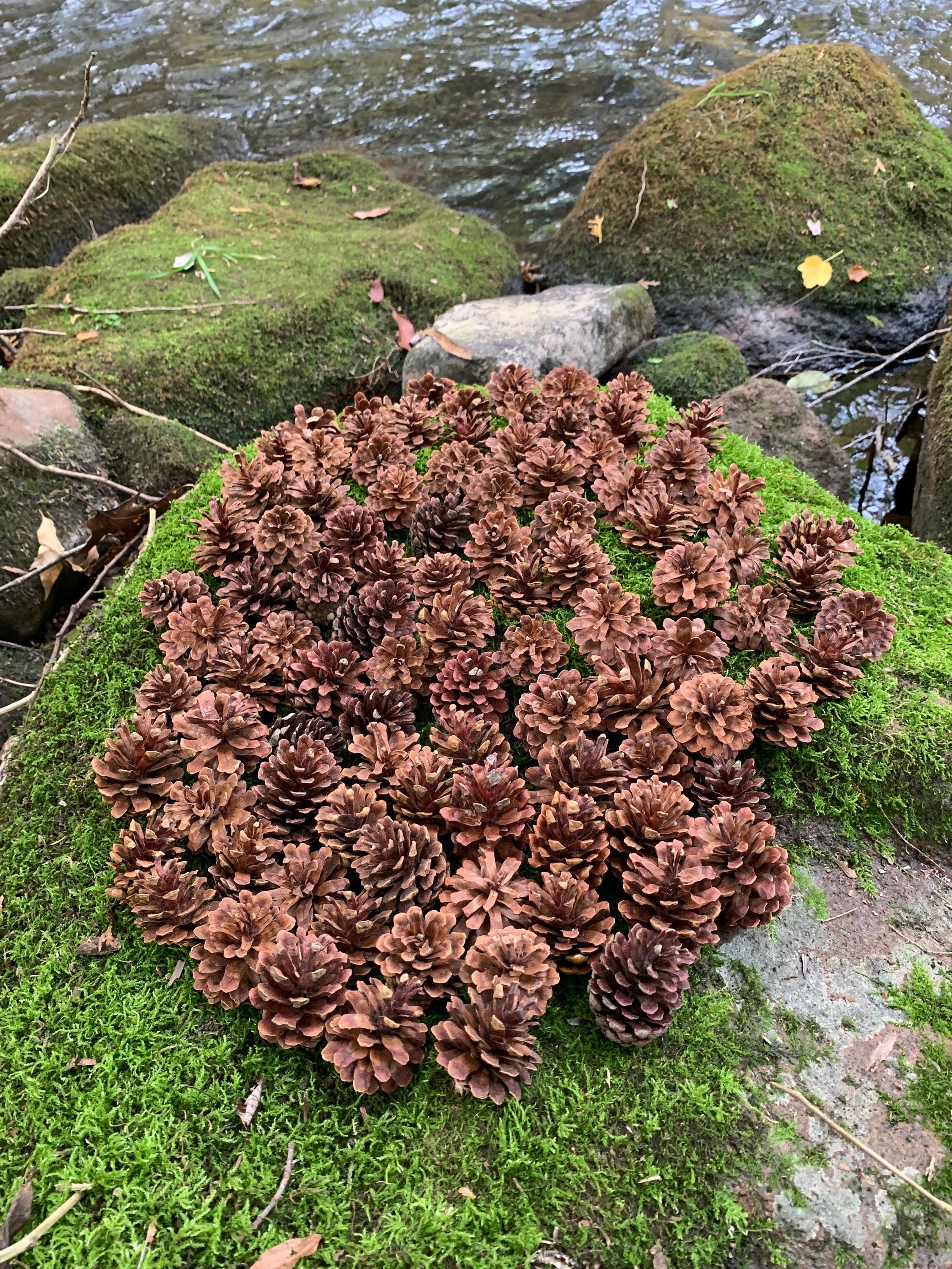 Jack Pine Cones, Jack Pine, 100 Count