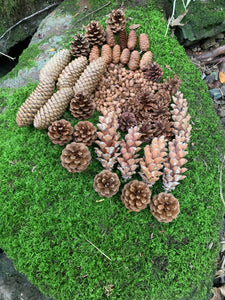 Pine Cone Assortment, 10 Red Pine, 5 White Pine, 5 Norway Spruce, 10 White Spruce, 10 Jack Pine, 2 Ounces of Tamarack Cones