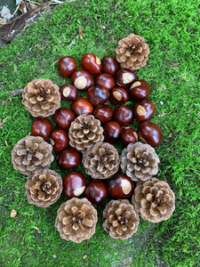 Pine Cones and Chestnuts Combo, Red Pine, Chestnuts/Buckeyes, 25 Buckeyes and 10 Red Pine Cones