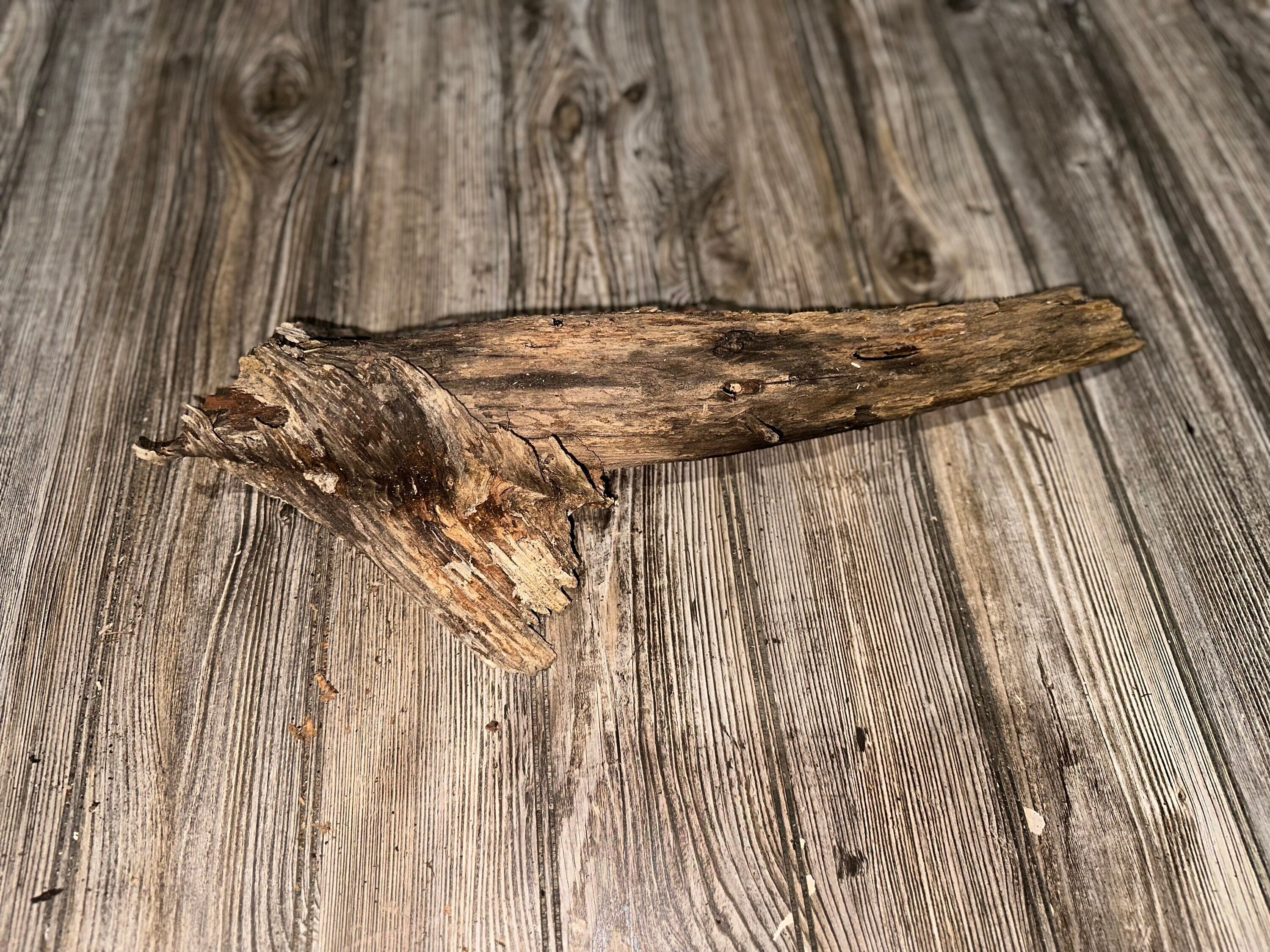 Tree Limb, Branch End, Driftwood, Approximately 20 Inches Long by 6 Inches Wide and 4 Inches Tall