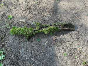 Moss Log, Moss Covered Y-Shaped Log, 14.5 Inches Long by 5 Inches Wide and 1 Inch High