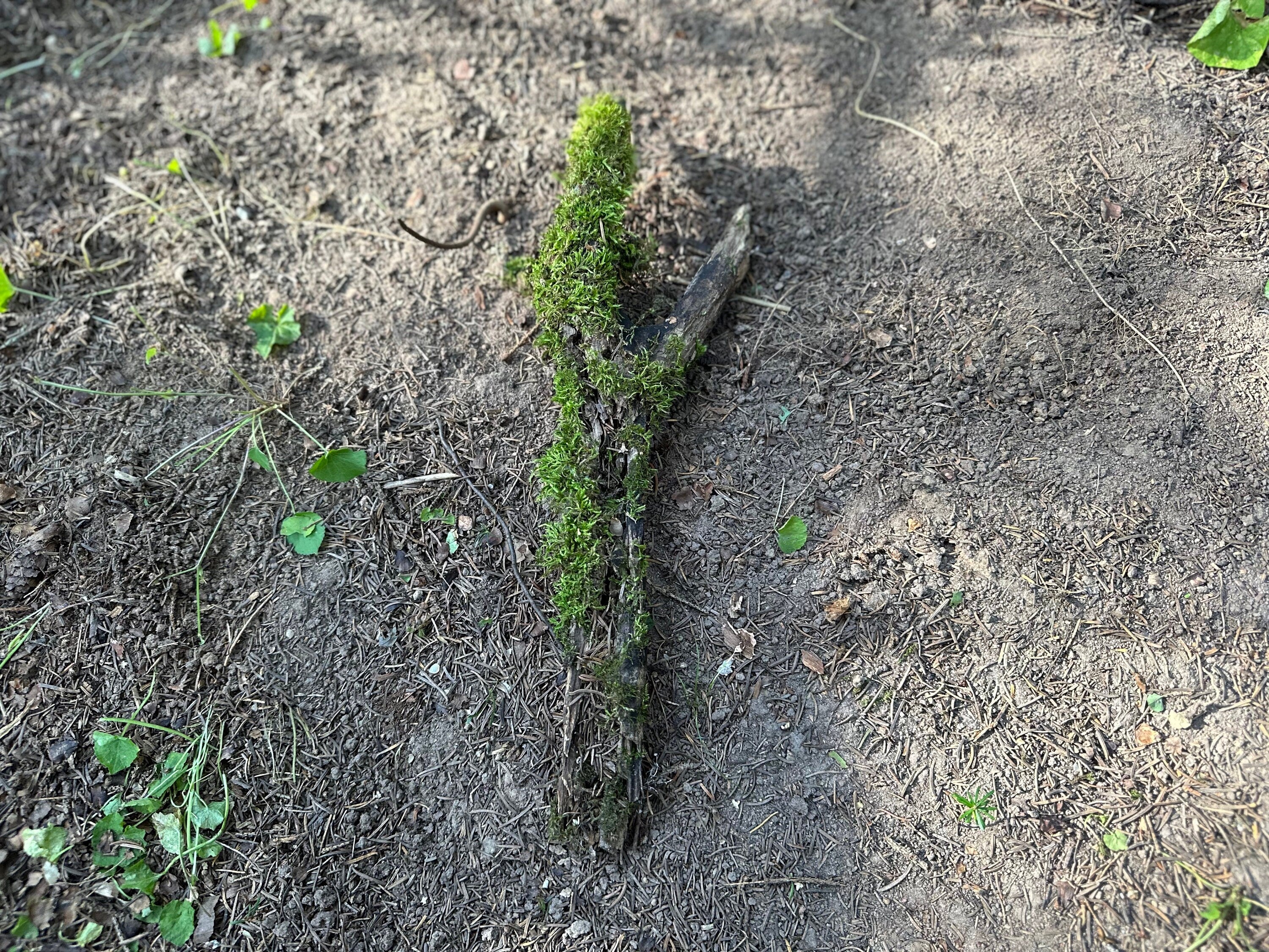 Moss Log, Moss Covered Y-Shaped Log, 14.5 Inches Long by 5 Inches Wide and 1 Inch High