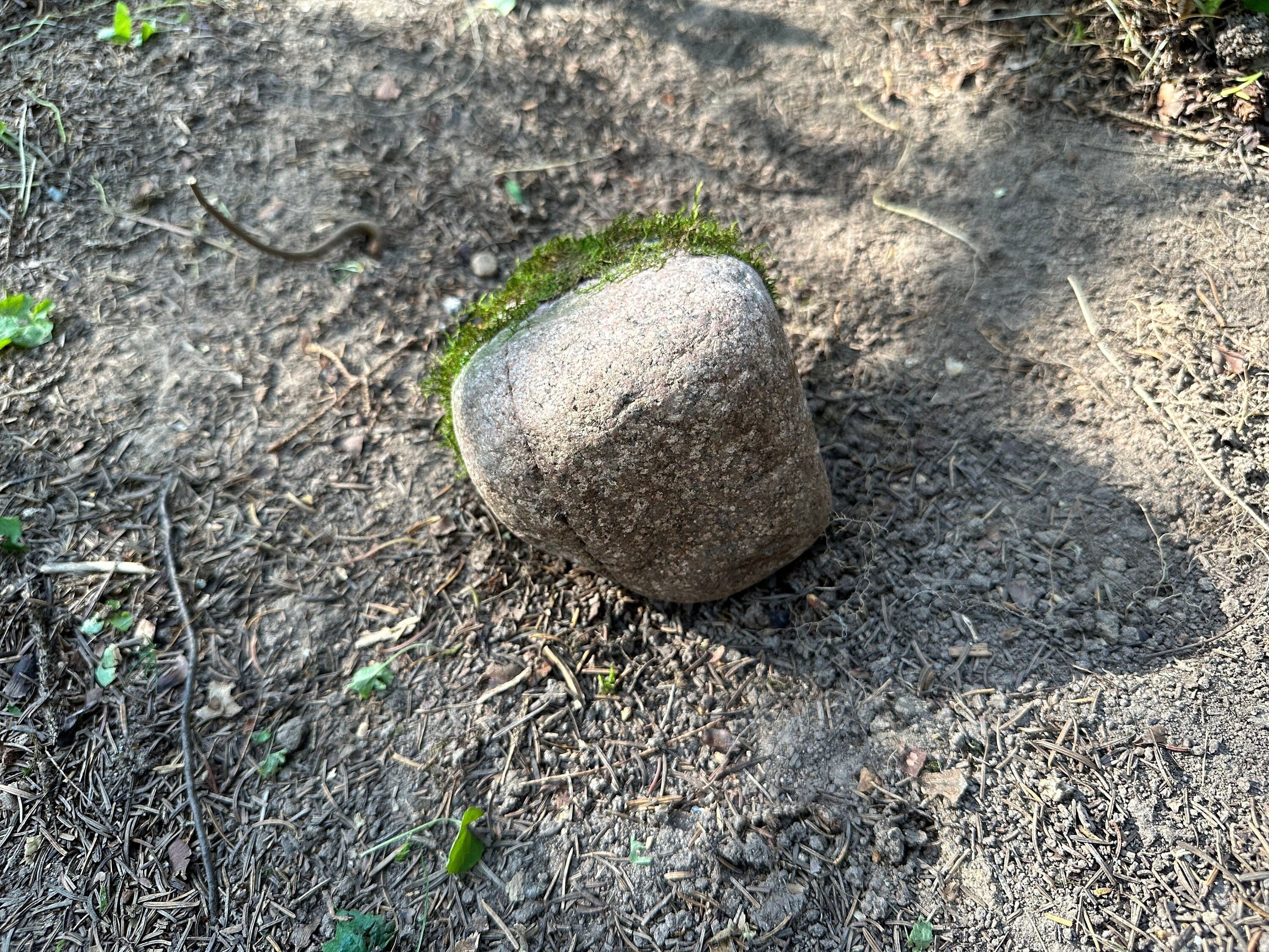 Mossy Rock, Rock With Live Moss, Moss Covered Rock, Approximately 4 Inches Long by 3.5 Inches Wide