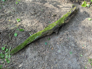 Moss Covered Log, Mossy Log, 22 Inches Long by 3 Inches Wide and 2 Inches High