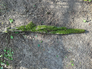 Moss Covered Log, Mossy Log, 22 Inches Long by 3 Inches Wide and 2 Inches High