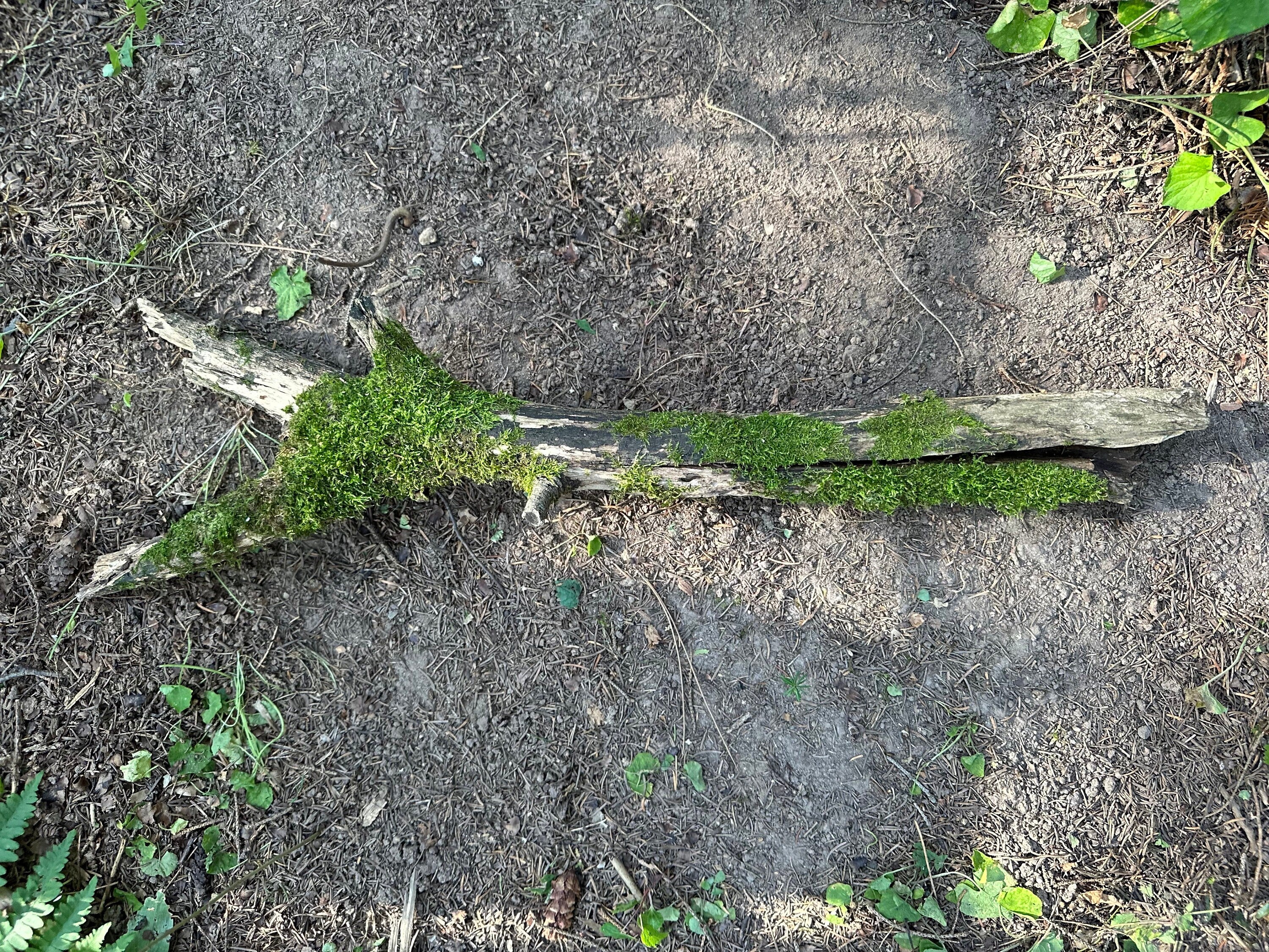 Mossy Log, Split Moss Covered Log,  26 Inches Long by 7 Inches Wide and 2 Inches High