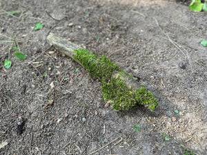 Mossy Stick, Real Moss on a Stick, Approximately 12.5 Inches Long x 3 Inches Wide x About 1.5 Inches High