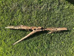 Moss Log, Y-Shaped Live Moss on a Log, Mossy Log, Approximately 53 Inches Long with a Width of 17.5 Inches and About 3 Inches High