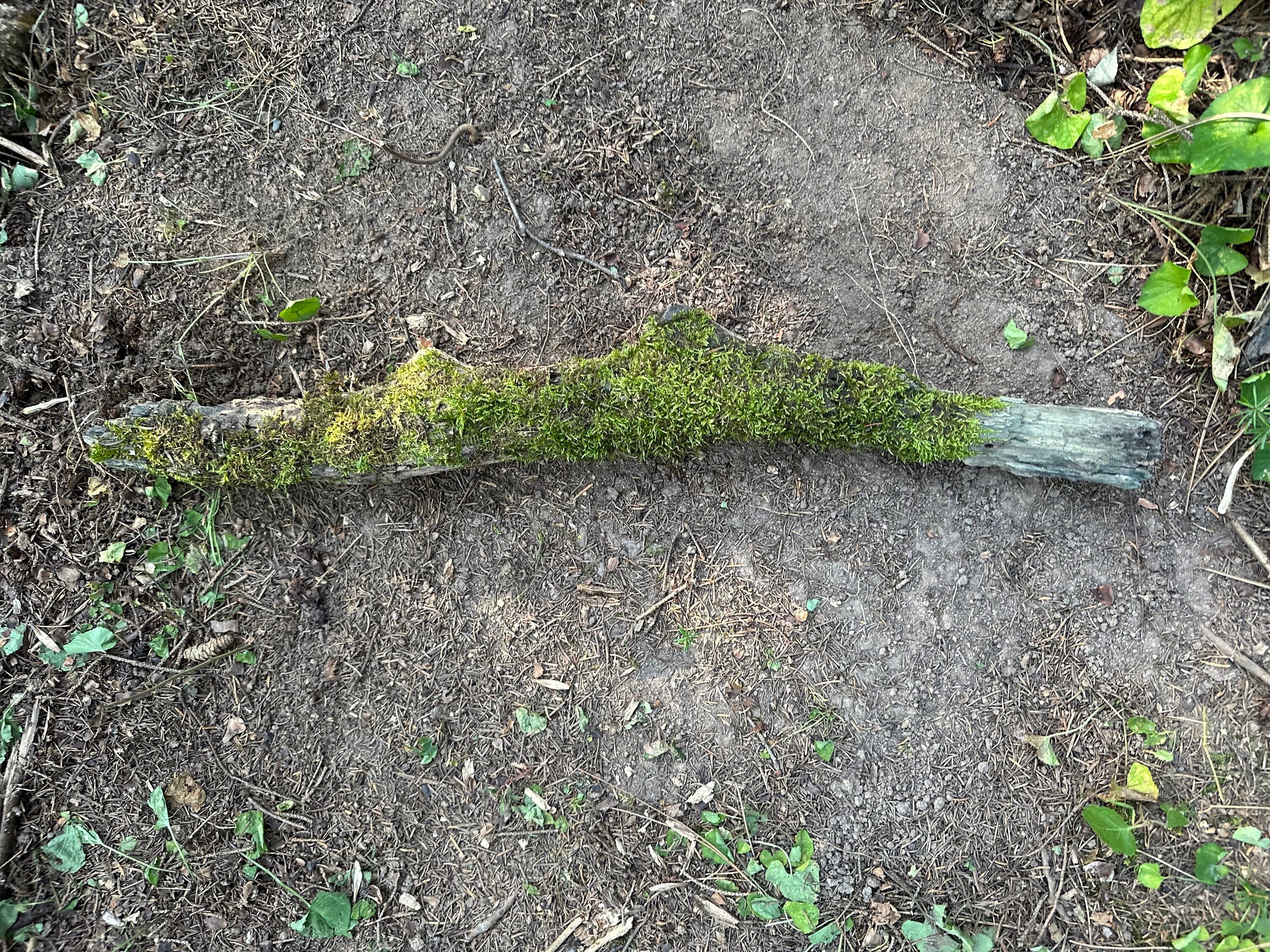 Mossy Log, Real Moss on Log, 27 Inches Long by 3 Inches Wide and 2 Inches High