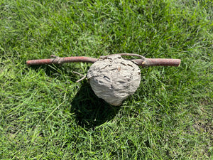 Paper Wasp Nest, Bees Nest, Wasp Nest, Approximately 6 Inches Tall by 5.5 Inches Wide and 5 Inches High