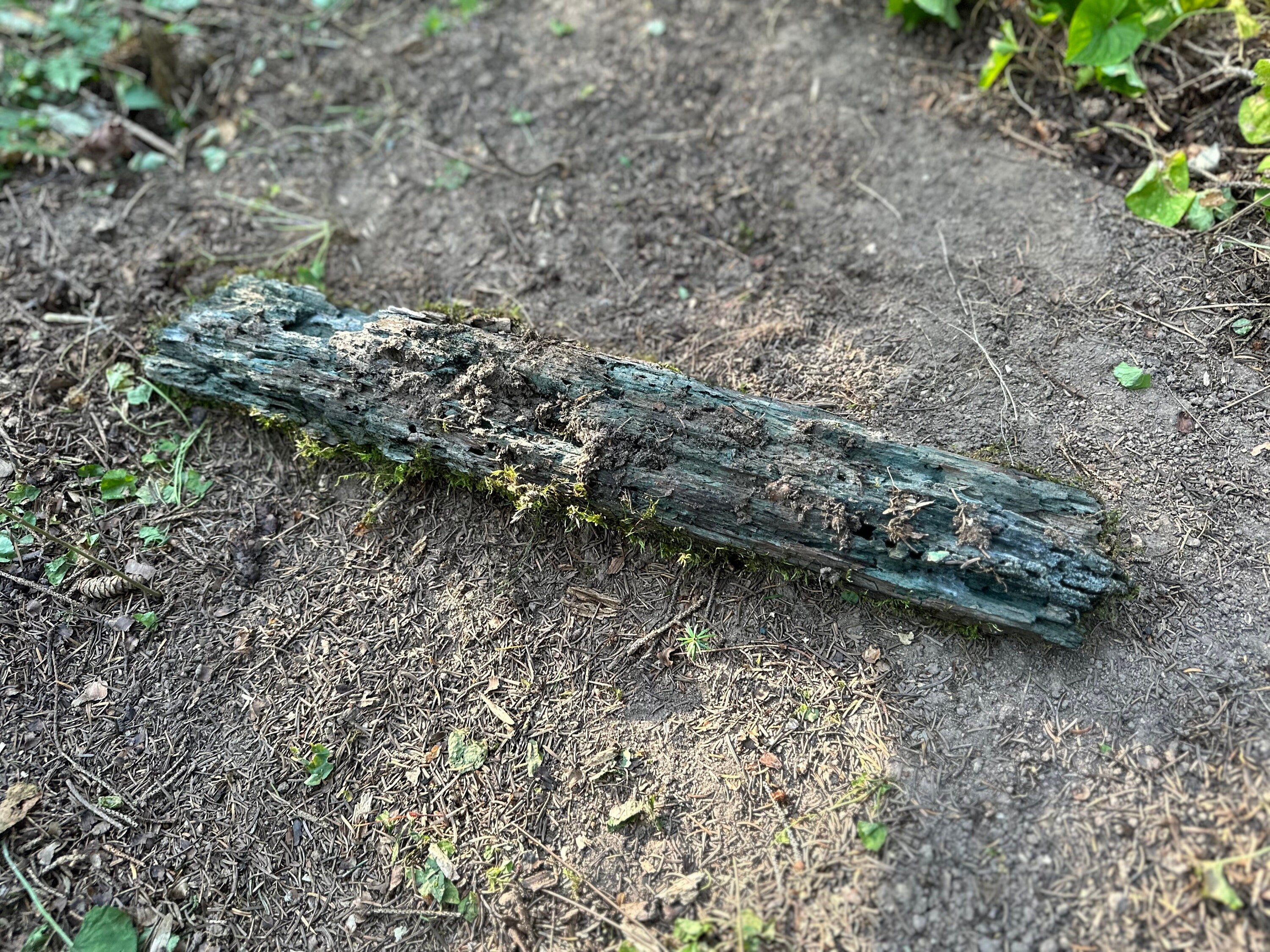 Mossy Log, Real Moss on Blue Decaying Log, 22 Inches Long by 4 Inches Wide and 2 Inches High