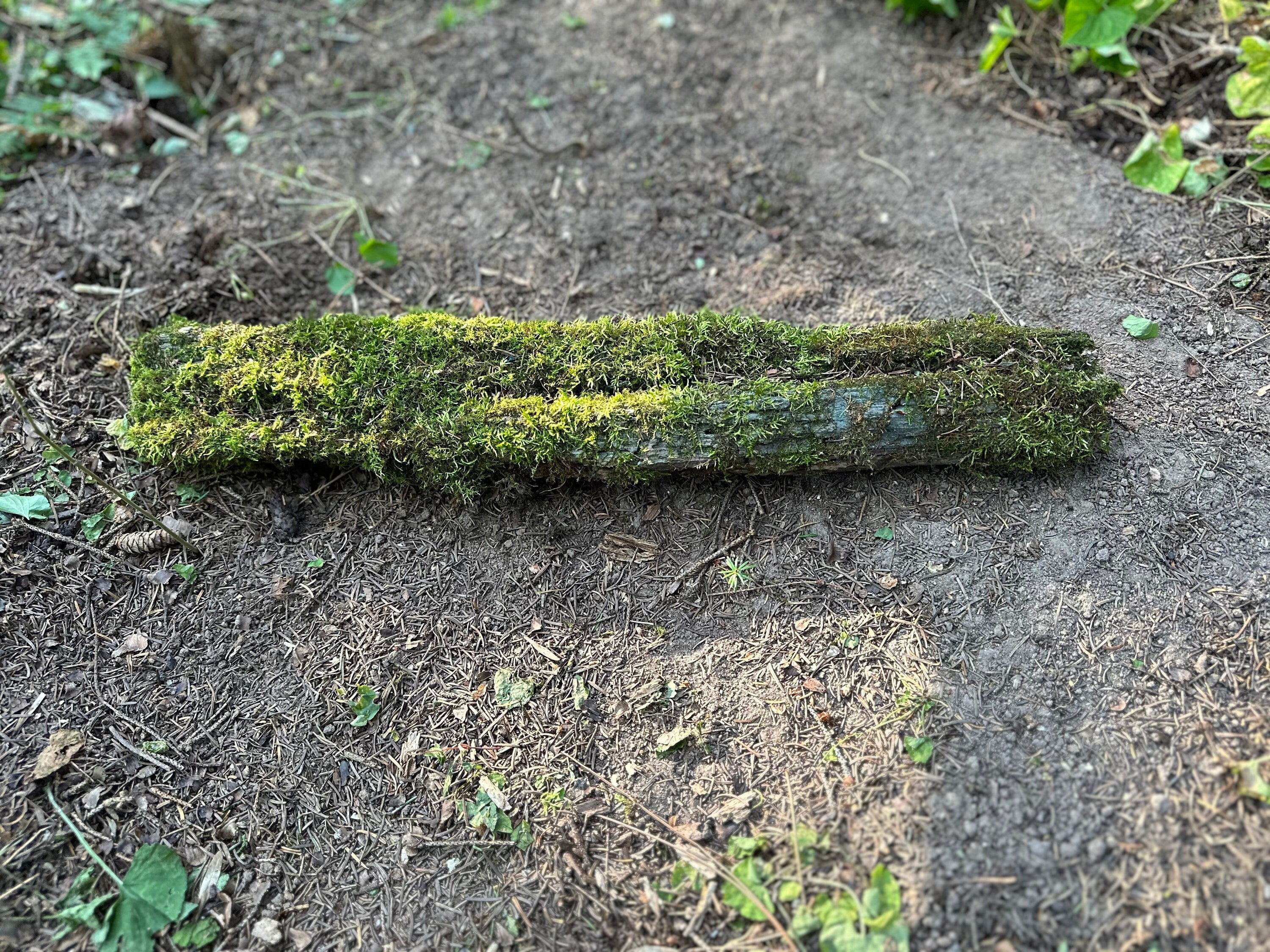 Mossy Log, Real Moss on Blue Decaying Log, 22 Inches Long by 4 Inches Wide and 2 Inches High