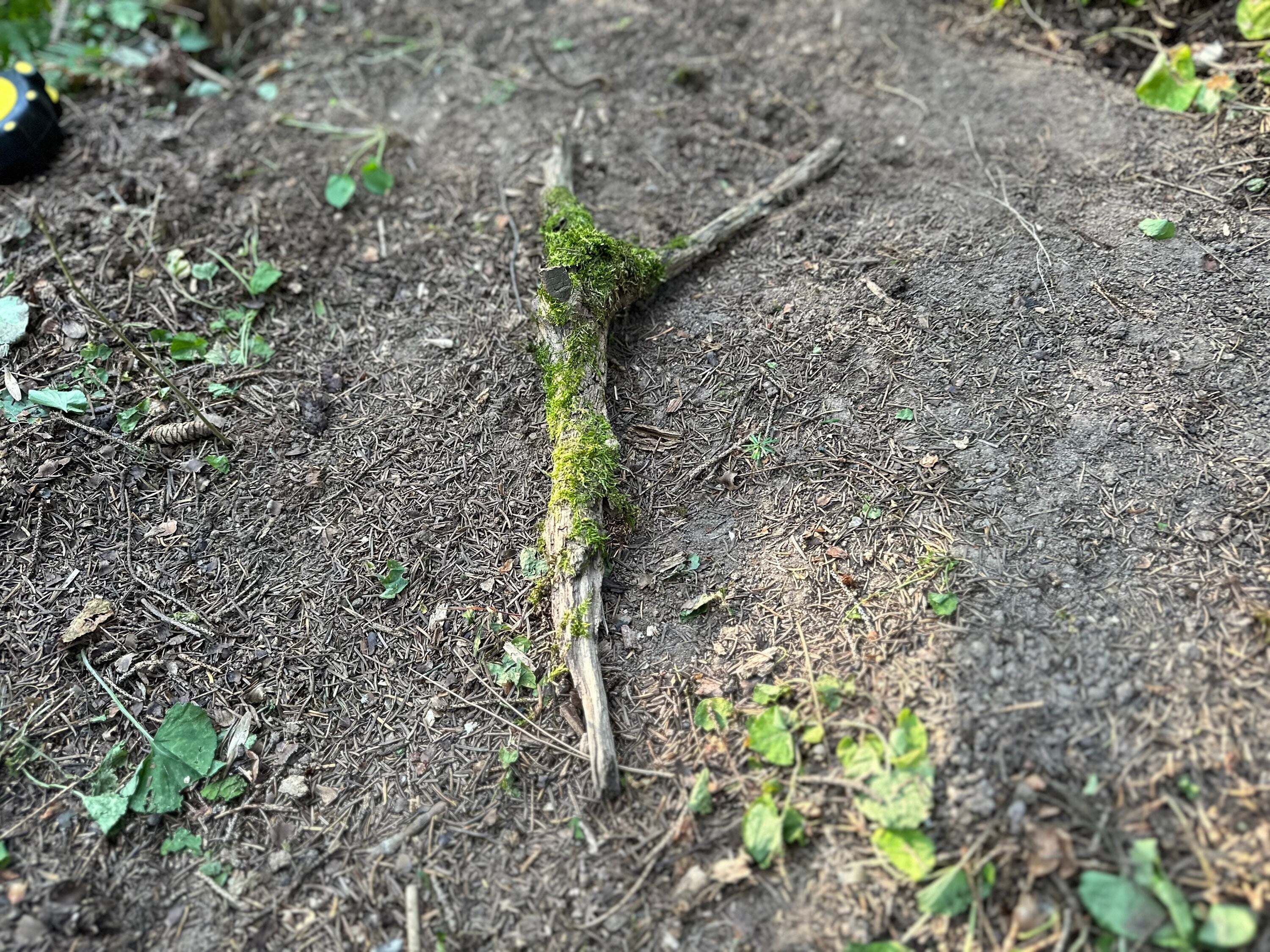 Moss Log, Y-Shaped Live Moss on a Log, Mossy Log, Approximately 18 Inches Long with a Width of 8 Inches and About 2 Inches High