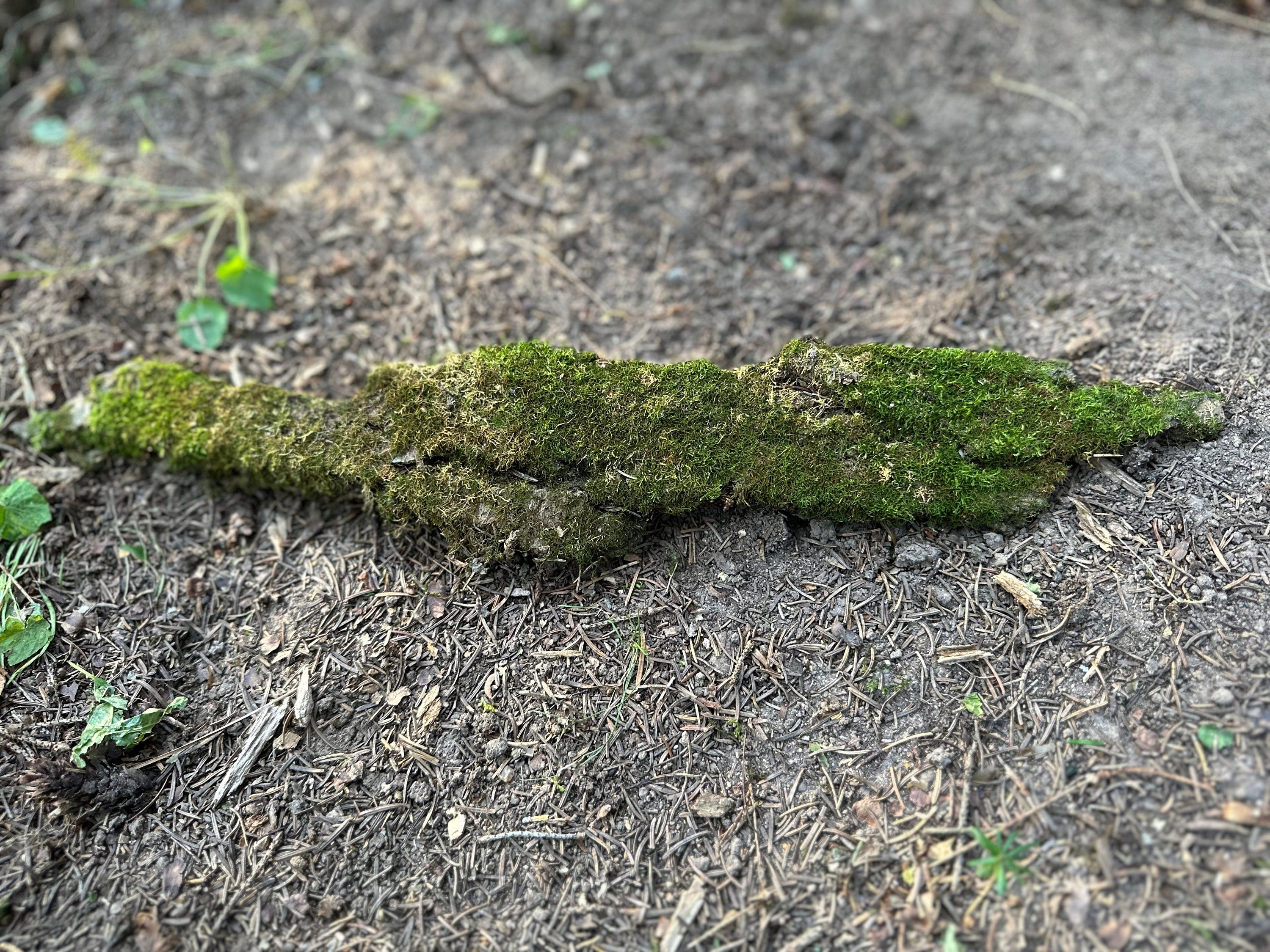 Moss Covered Bark, Mossy Bark, Approximately 17.5 Inches Long by 3 Inches Wide and 1/2 Inch High