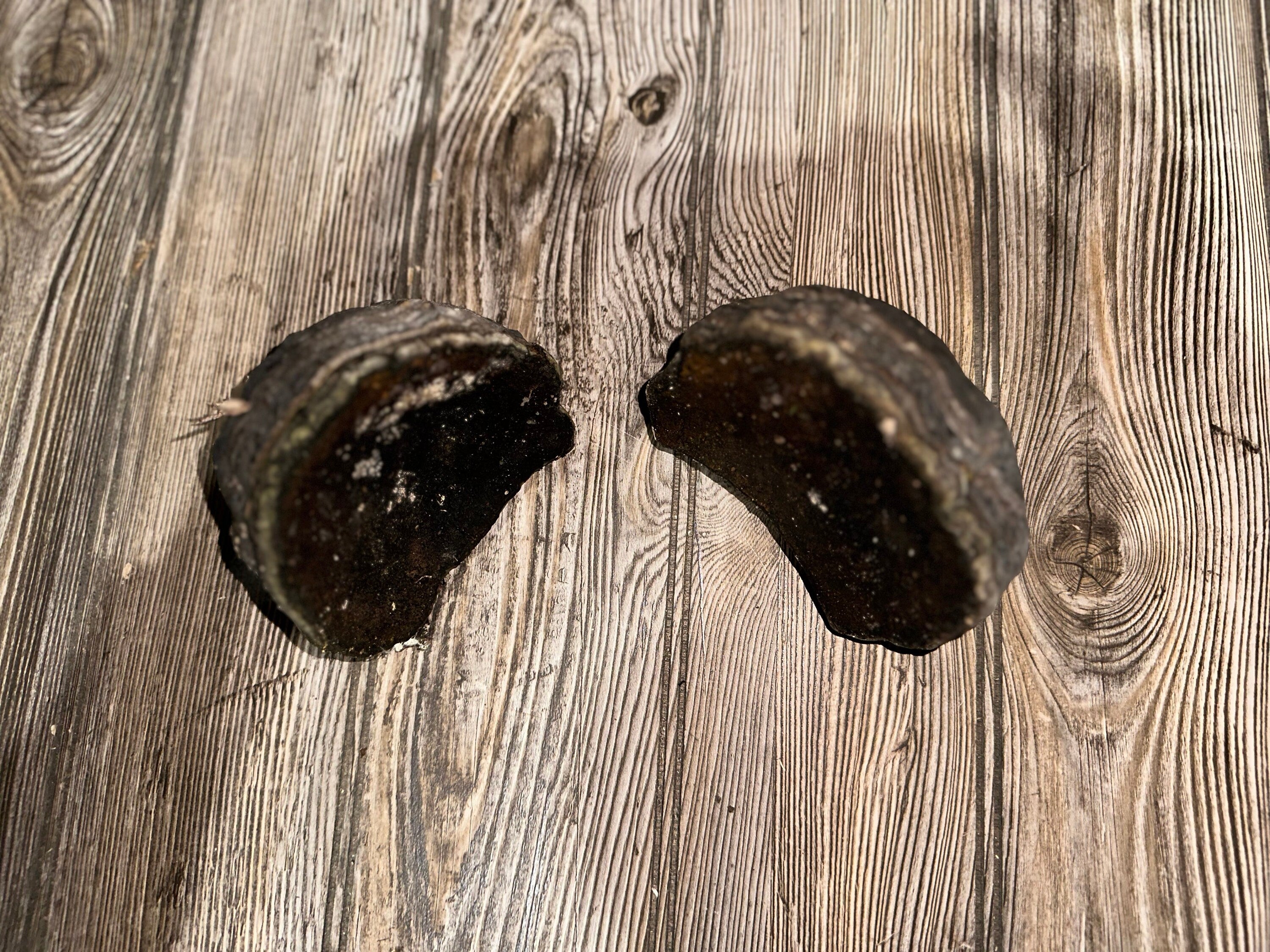 Two Polypores, Conks, 2 Count, Approximately 4.5 Inches Long by 3 Inches Wide and 3 Inches Tall