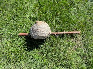 Paper Wasp Nest, Bees Nest, Wasp Nest, Approximately 6 Inches Tall by 5.5 Inches Wide and 5 Inches High