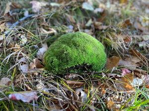 Cushion Moss, Live Green Cushion Moss Approximately 8 Inches Long by 6.5 Inches Wide by 2 Inches High