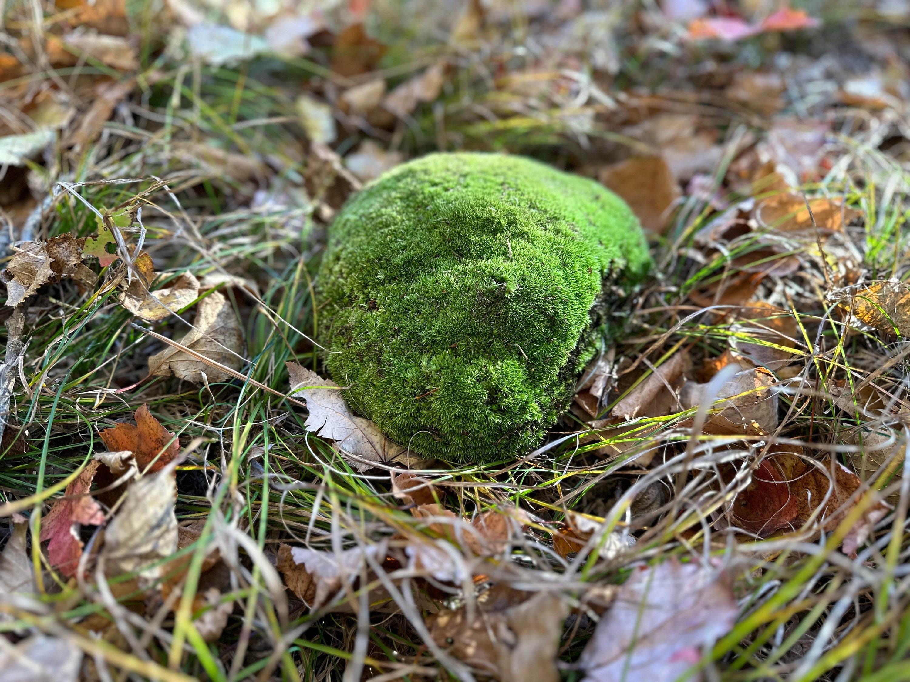 Cushion Moss, Live Green Cushion Moss Approximately 8 Inches Long by 6.5 Inches Wide by 2 Inches High