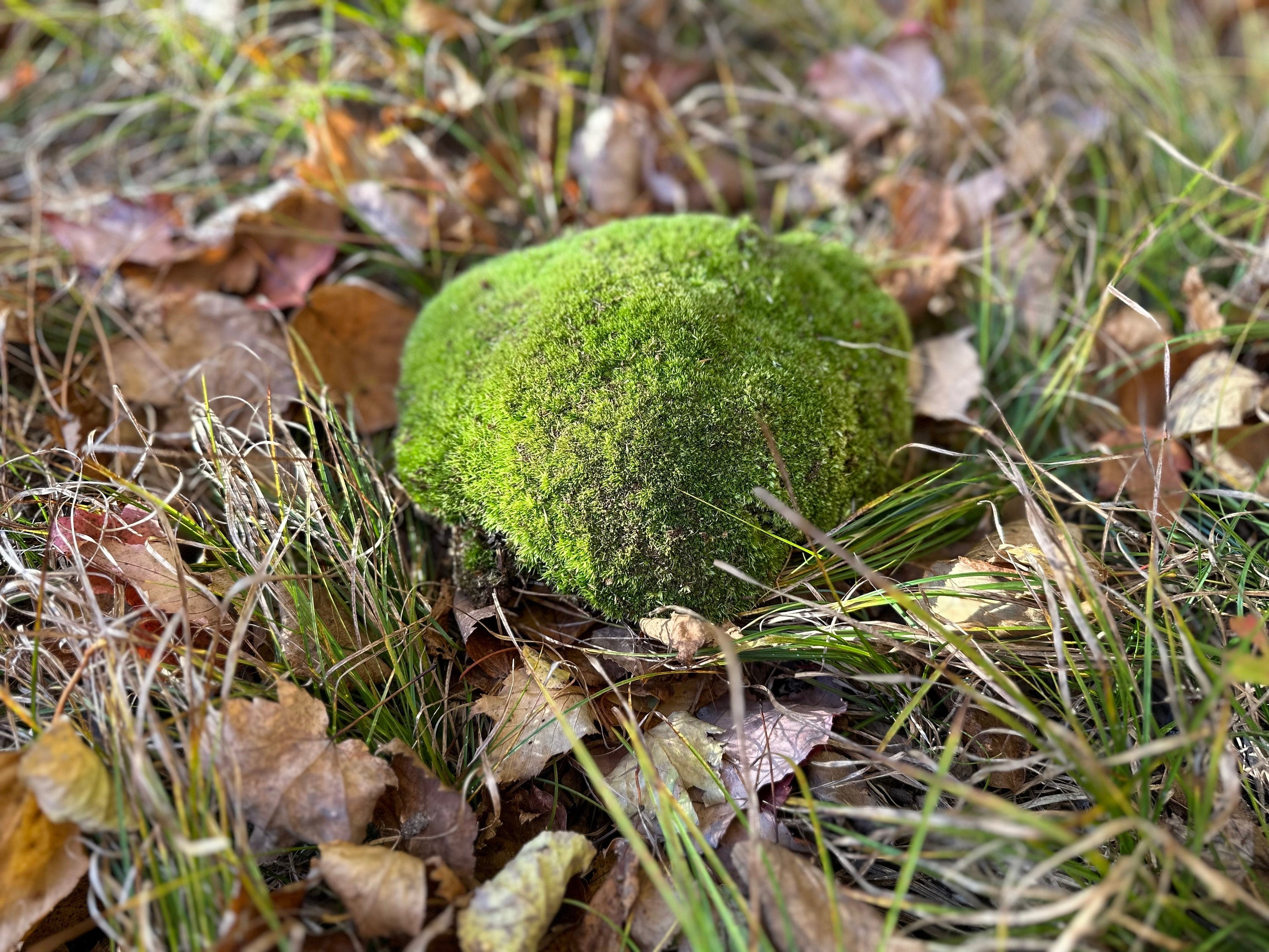 Cushion Moss, Live Green Cushion Moss Approximately 8 Inches Long by 6.5 Inches Wide by 2 Inches High