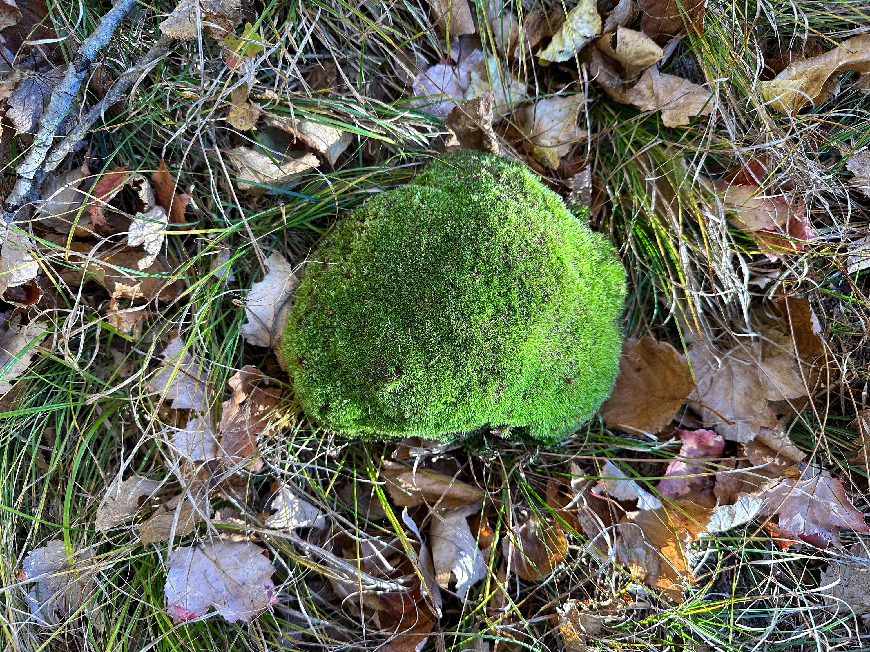 Cushion Moss, Live Green Cushion Moss Approximately 8 Inches Long by 6.5 Inches Wide by 2 Inches High