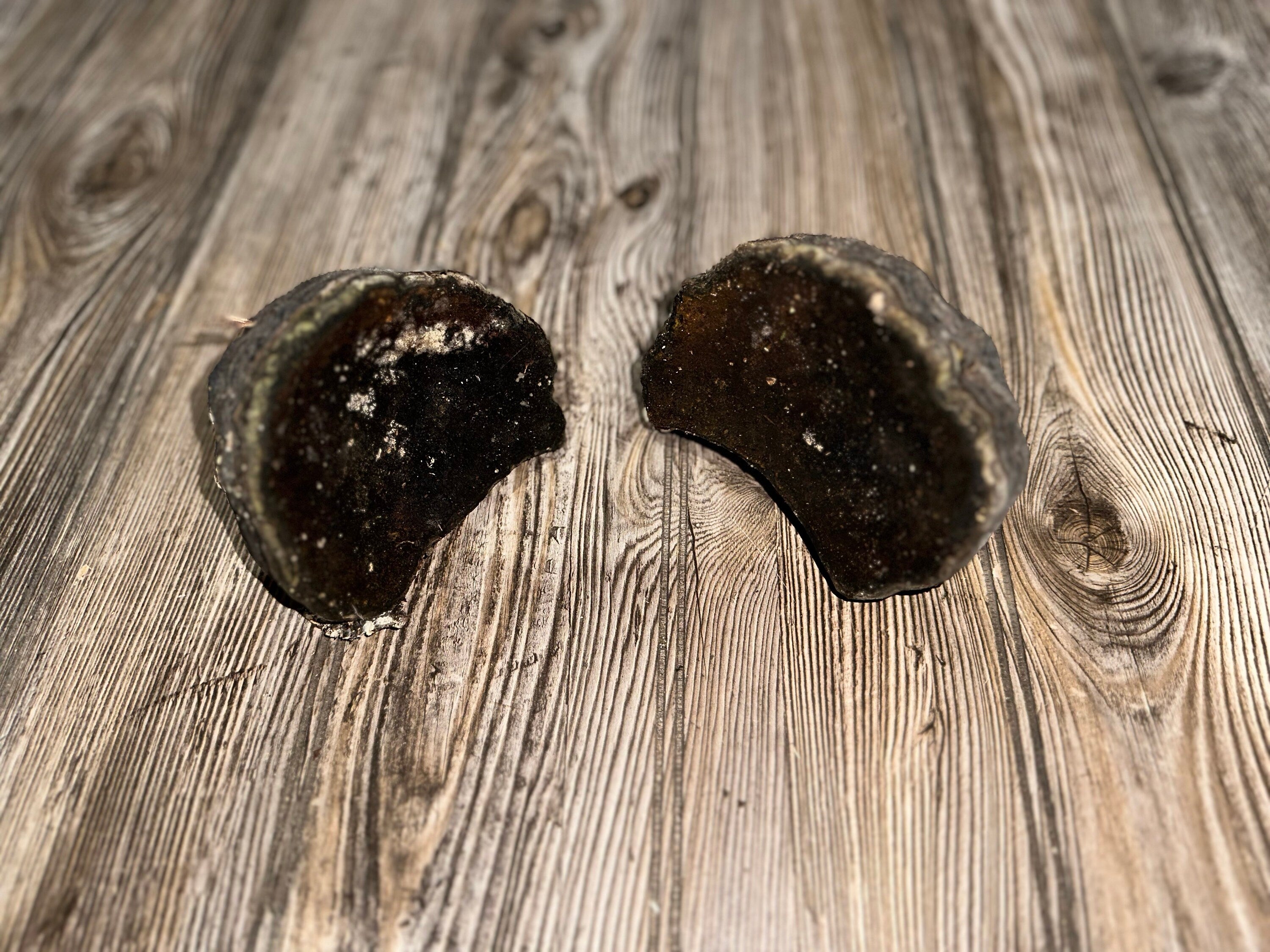 Two Polypores, Conks, 2 Count, Approximately 4.5 Inches Long by 3 Inches Wide and 3 Inches Tall