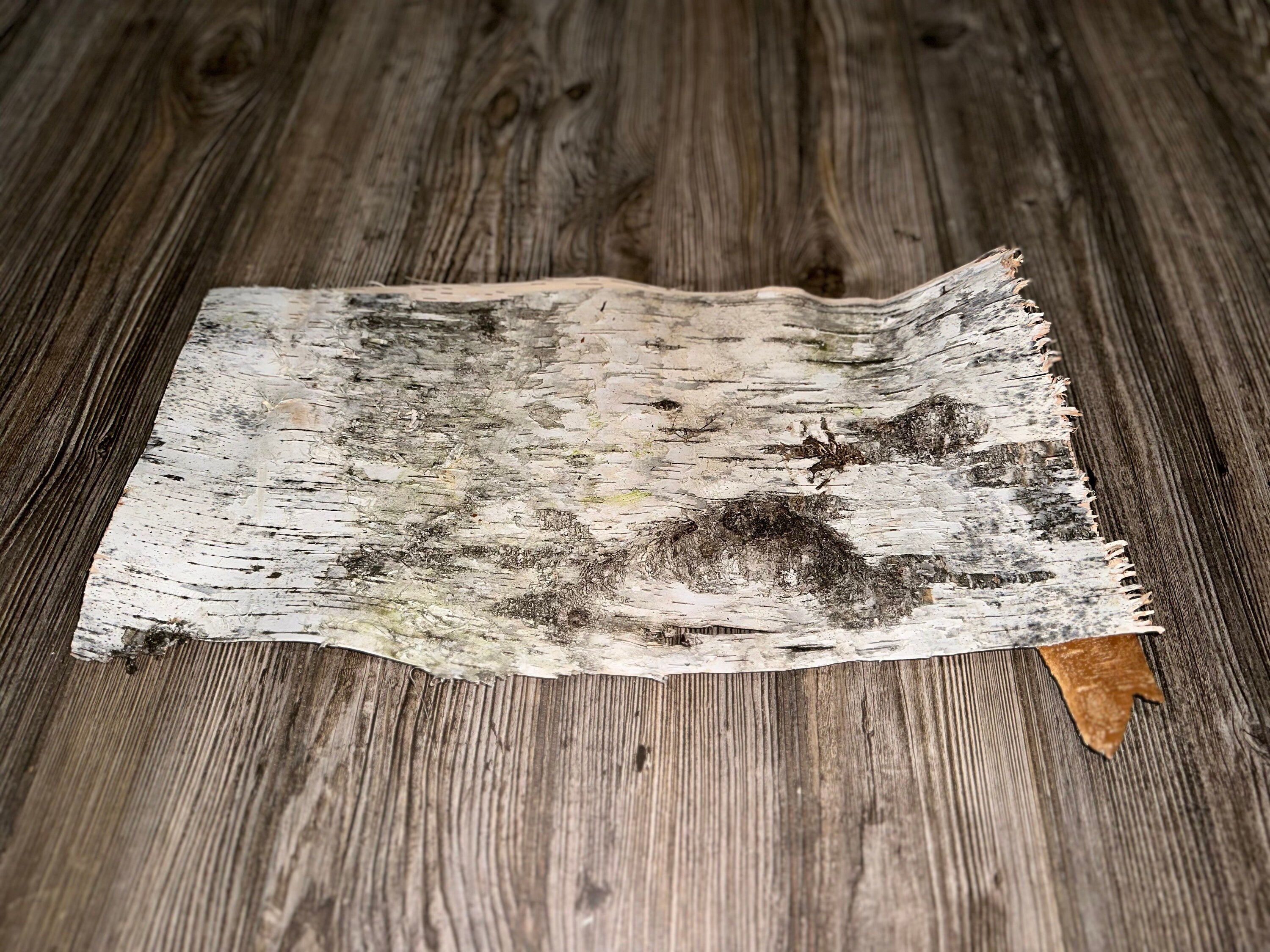 Natural White Birch Bark, White Birch Sheet, Approximately 17 Inches Long by 9 Inches Wide