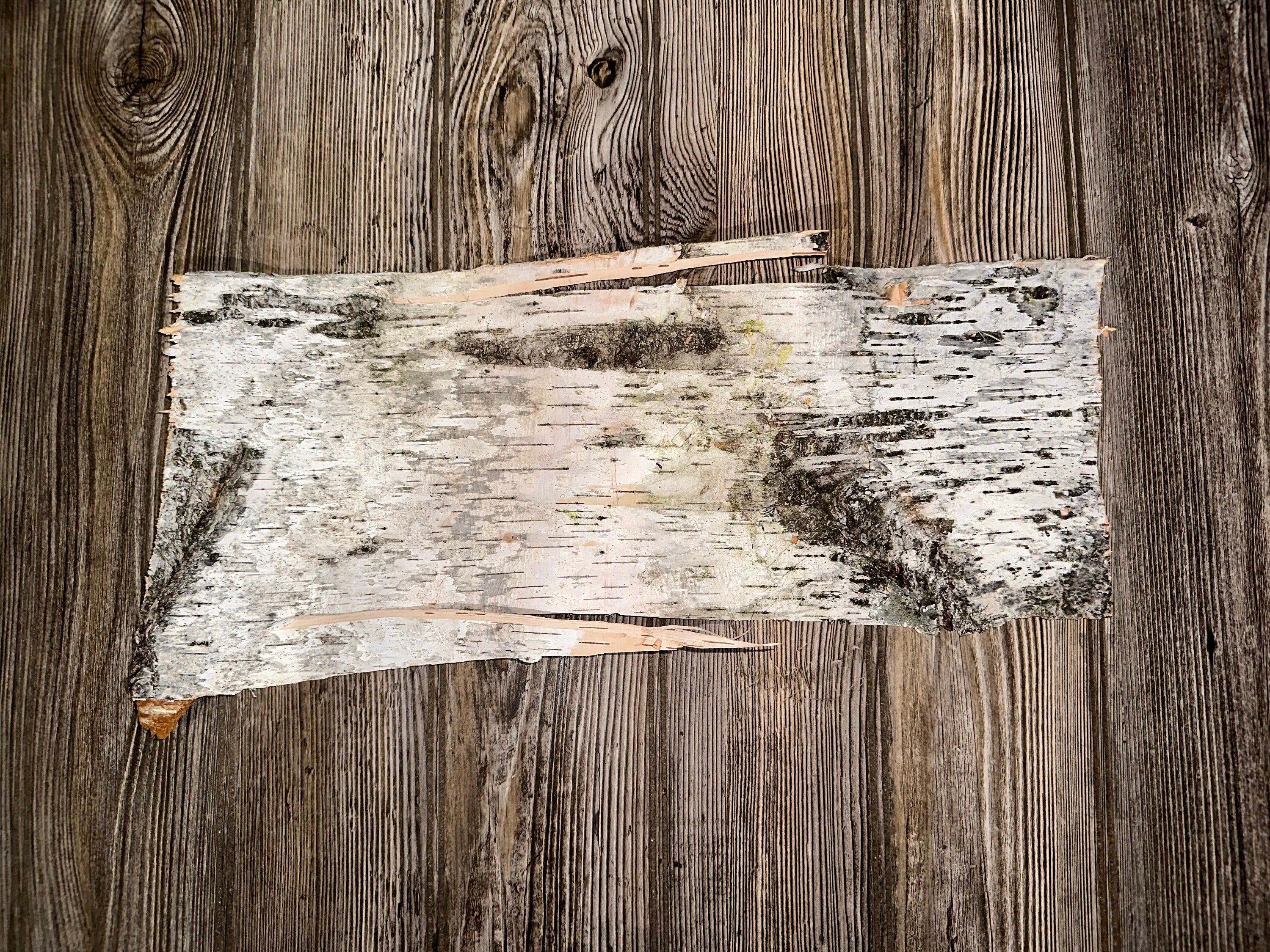 Natural White Birch Bark, White Birch Sheet, Approximately 17 Inches Long by 8 Inches Wide