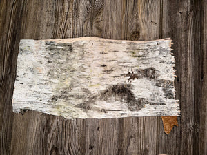 Natural White Birch Bark, White Birch Sheet, Approximately 17 Inches Long by 9 Inches Wide