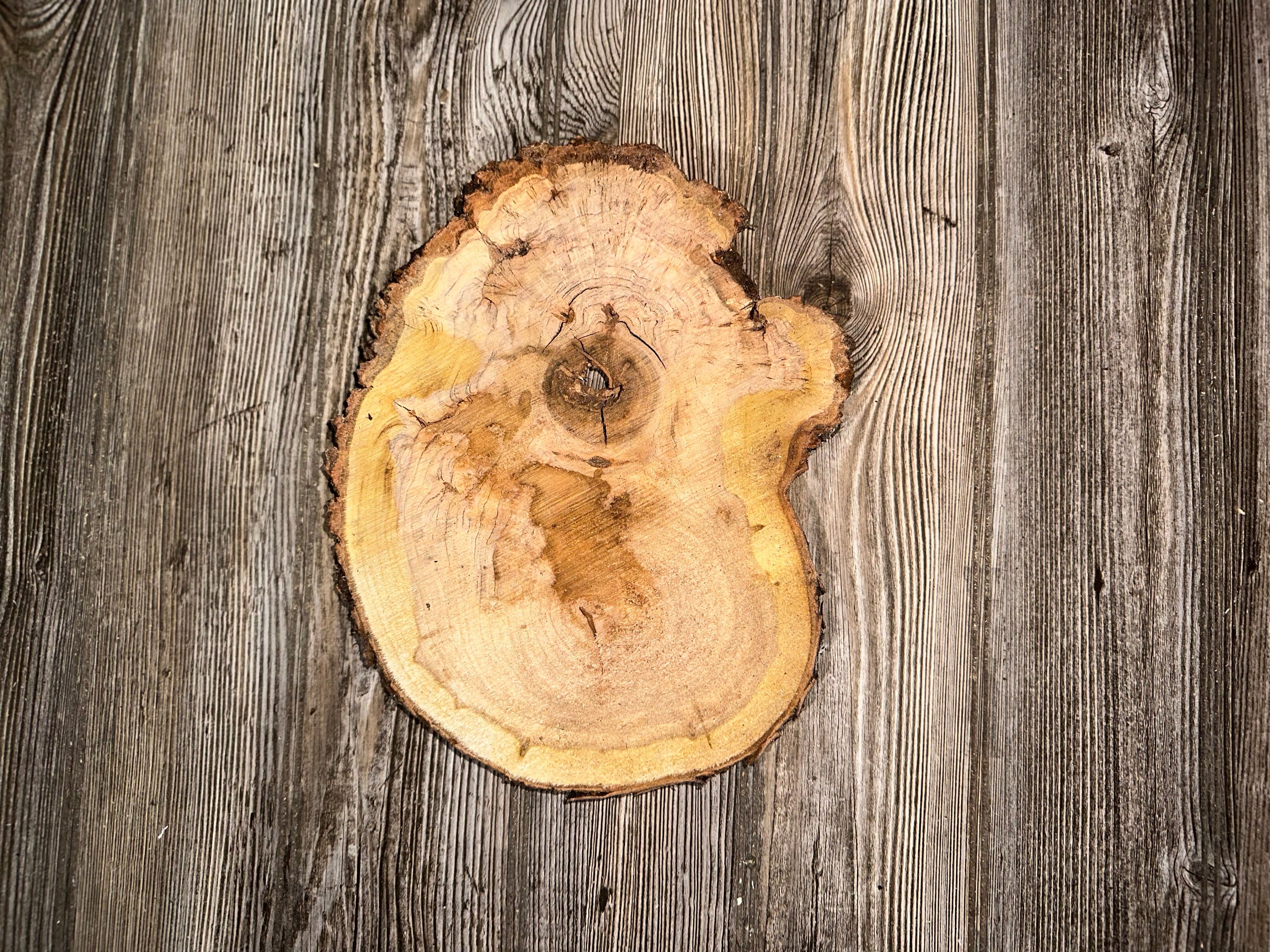 Single Cherry Burl Slice, Bean Shaped, Approximately 11 Inches Long by 8.5 Inches Wide and 1 Inch Thick