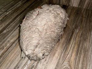 Wasp Nest, Paper Wasp, Bee Hive with Branches, Approximately 13 Inches Tall by 9 Inches Wide and 8 Inches High