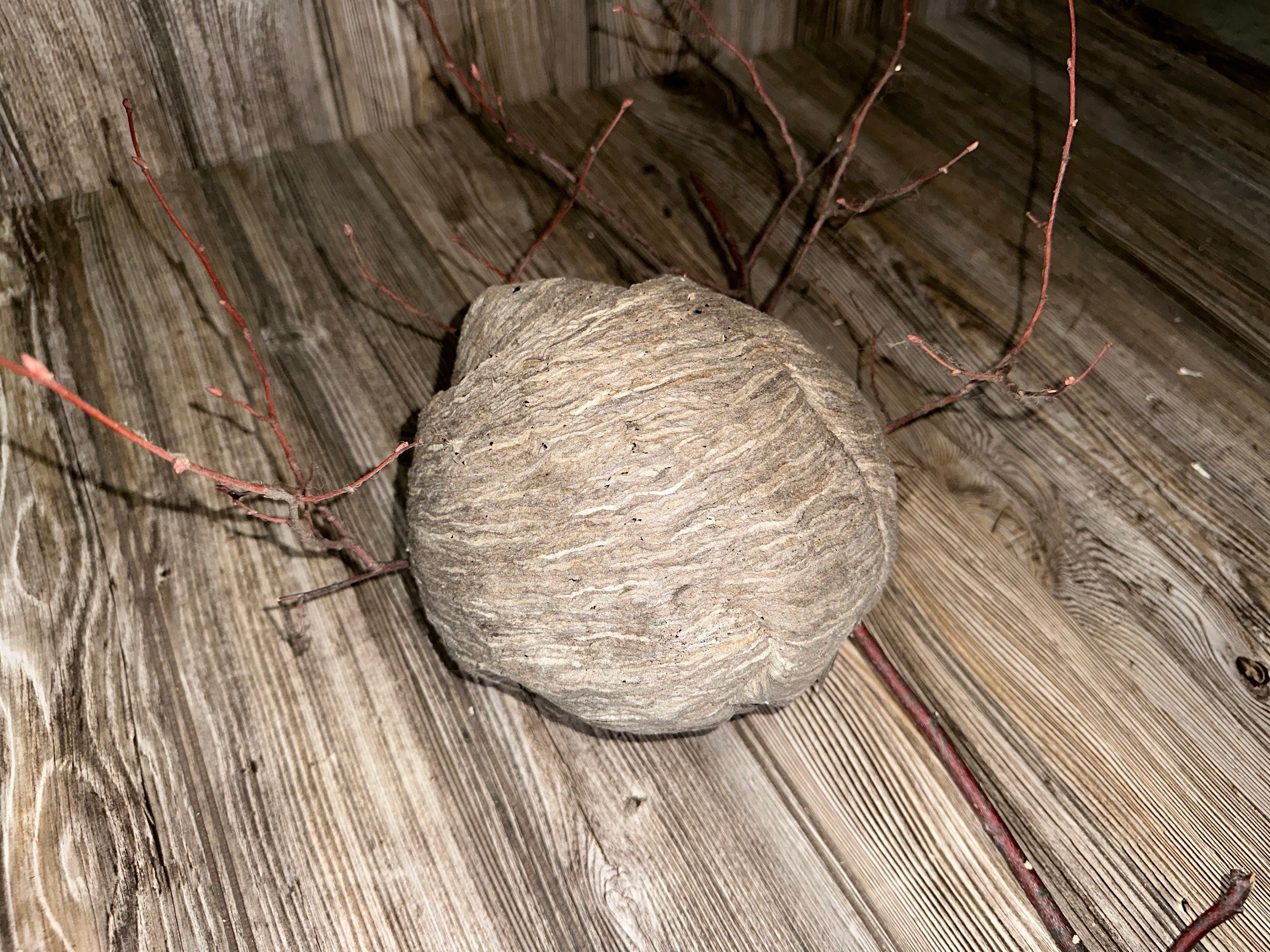 Wasp Nest, Paper Wasp, Bee Hive with Branches, Bees Nest Approximately 7 Inches Tall by 7 Inches Wide and 6 Inches High