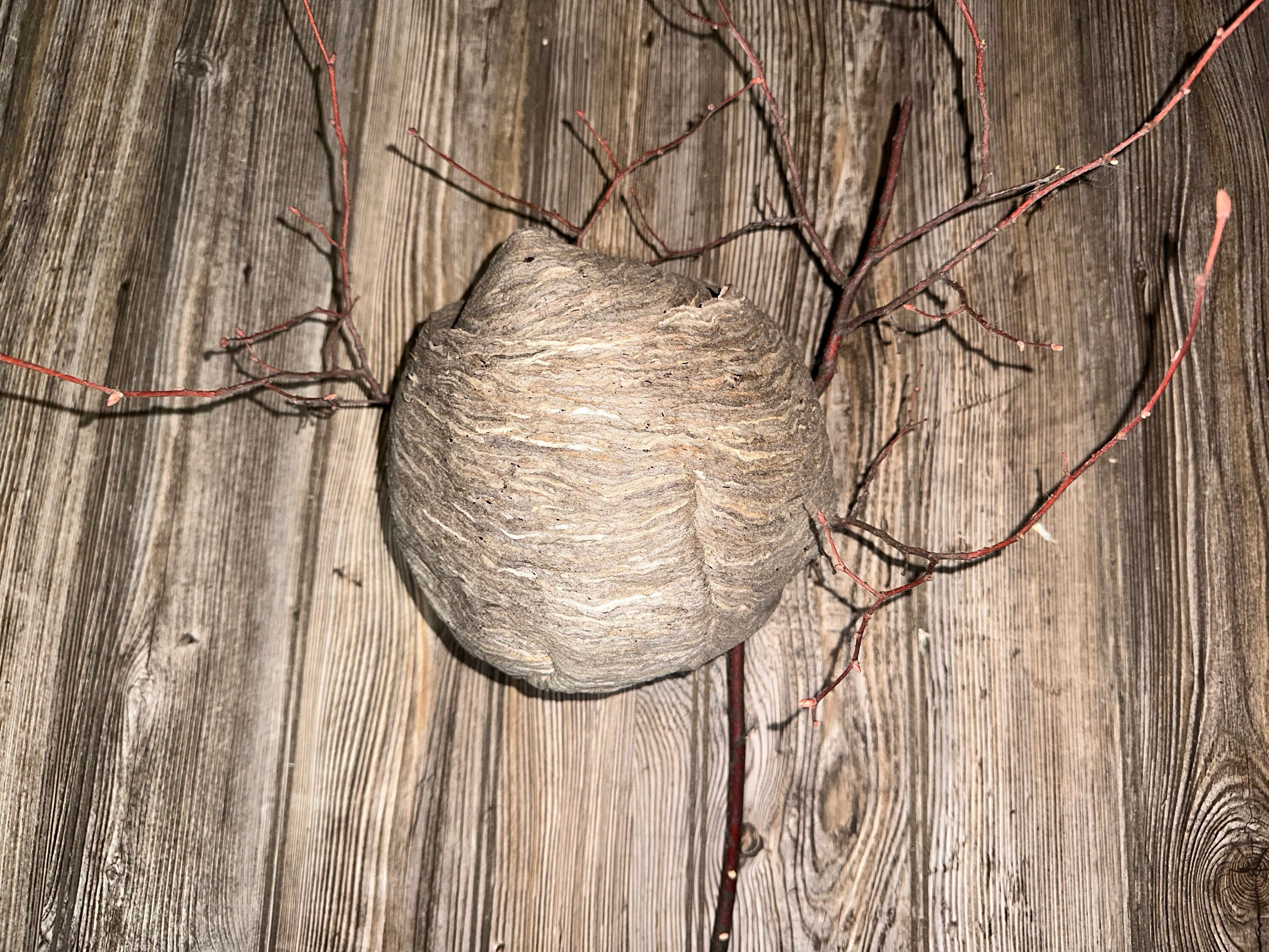 Wasp Nest, Paper Wasp, Bee Hive with Branches, Bees Nest Approximately 7 Inches Tall by 7 Inches Wide and 6 Inches High