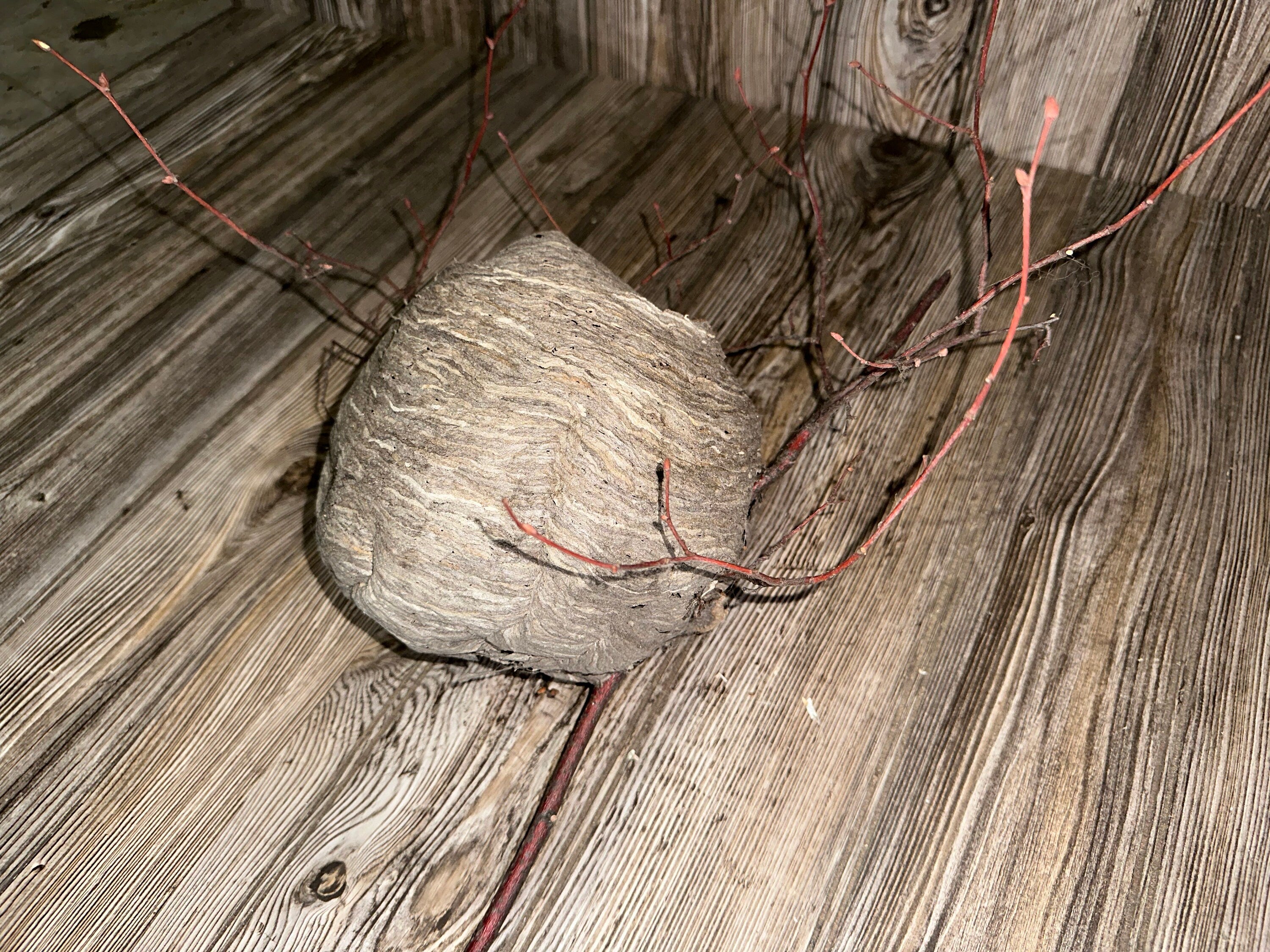 Wasp Nest, Paper Wasp, Bee Hive with Branches, Bees Nest Approximately 7 Inches Tall by 7 Inches Wide and 6 Inches High