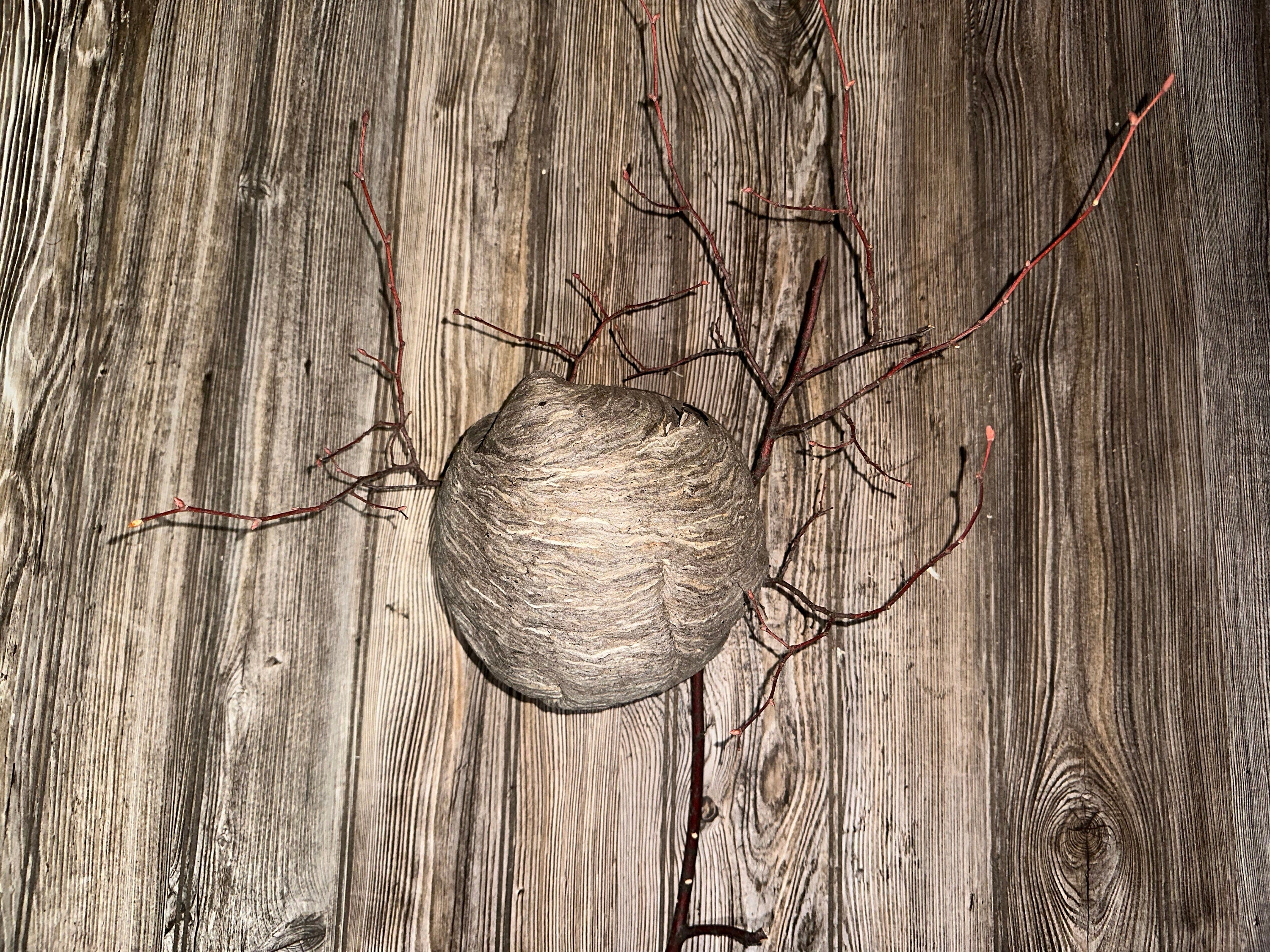 Wasp Nest, Paper Wasp, Bee Hive with Branches, Bees Nest Approximately 7 Inches Tall by 7 Inches Wide and 6 Inches High