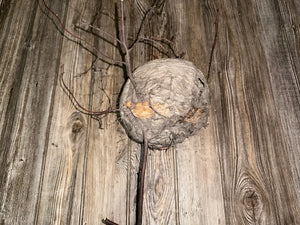 Wasp Nest, Paper Wasp, Bee Hive with Branches, Bees Nest Approximately 7 Inches Tall by 7 Inches Wide and 6 Inches High