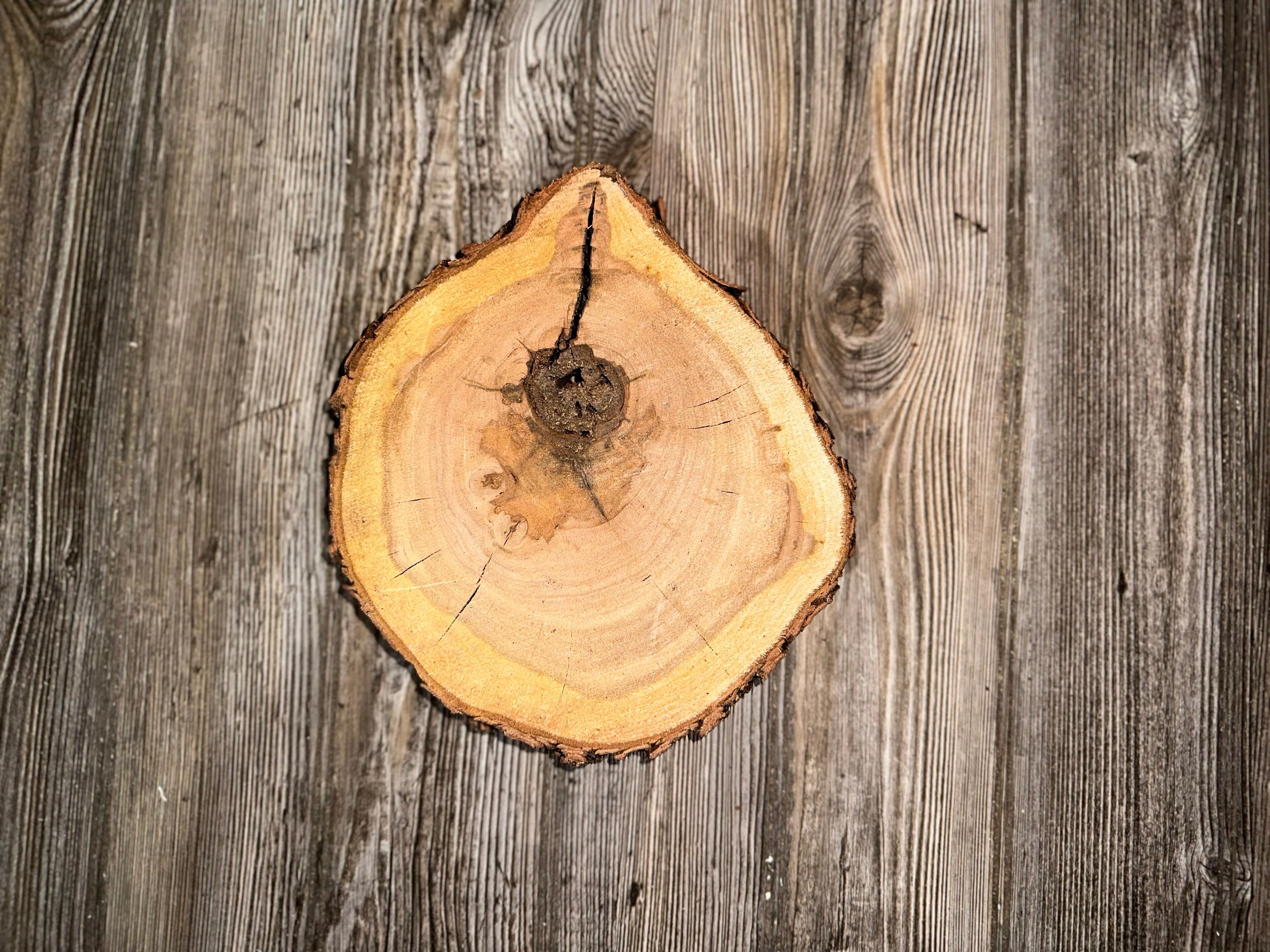 Single Cherry Burl Slice, Approximately 10.5 Inches Long by 9 Inches Wide and 1 Inch Thick